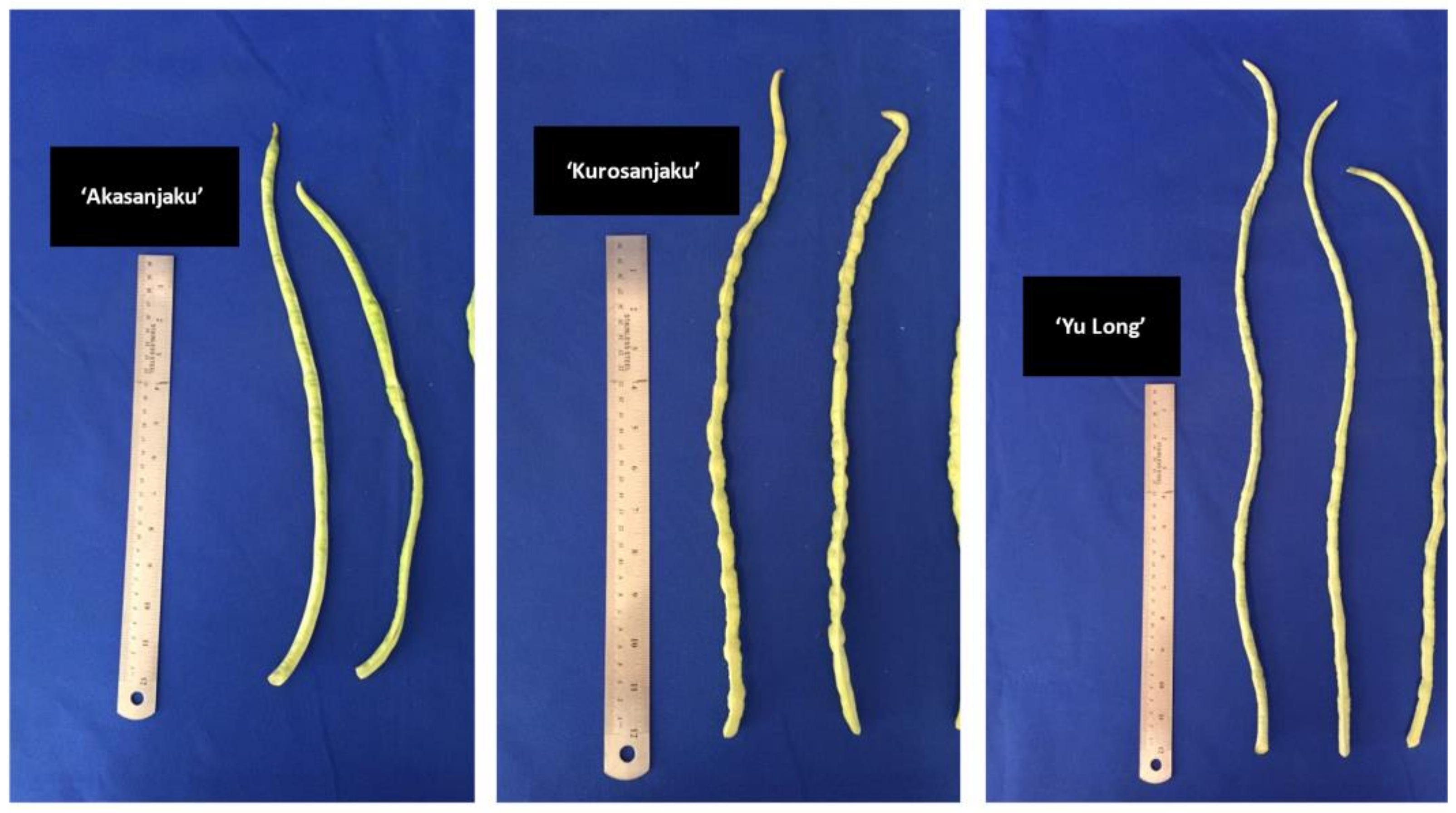 Agronomy 11 01874 g003 550