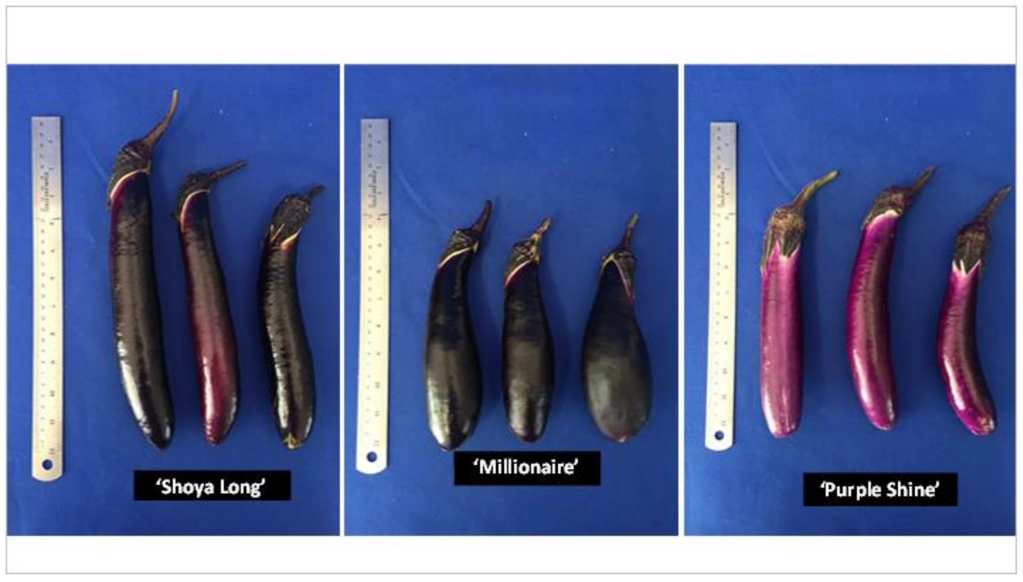 Agronomy 11 01874 g004 550