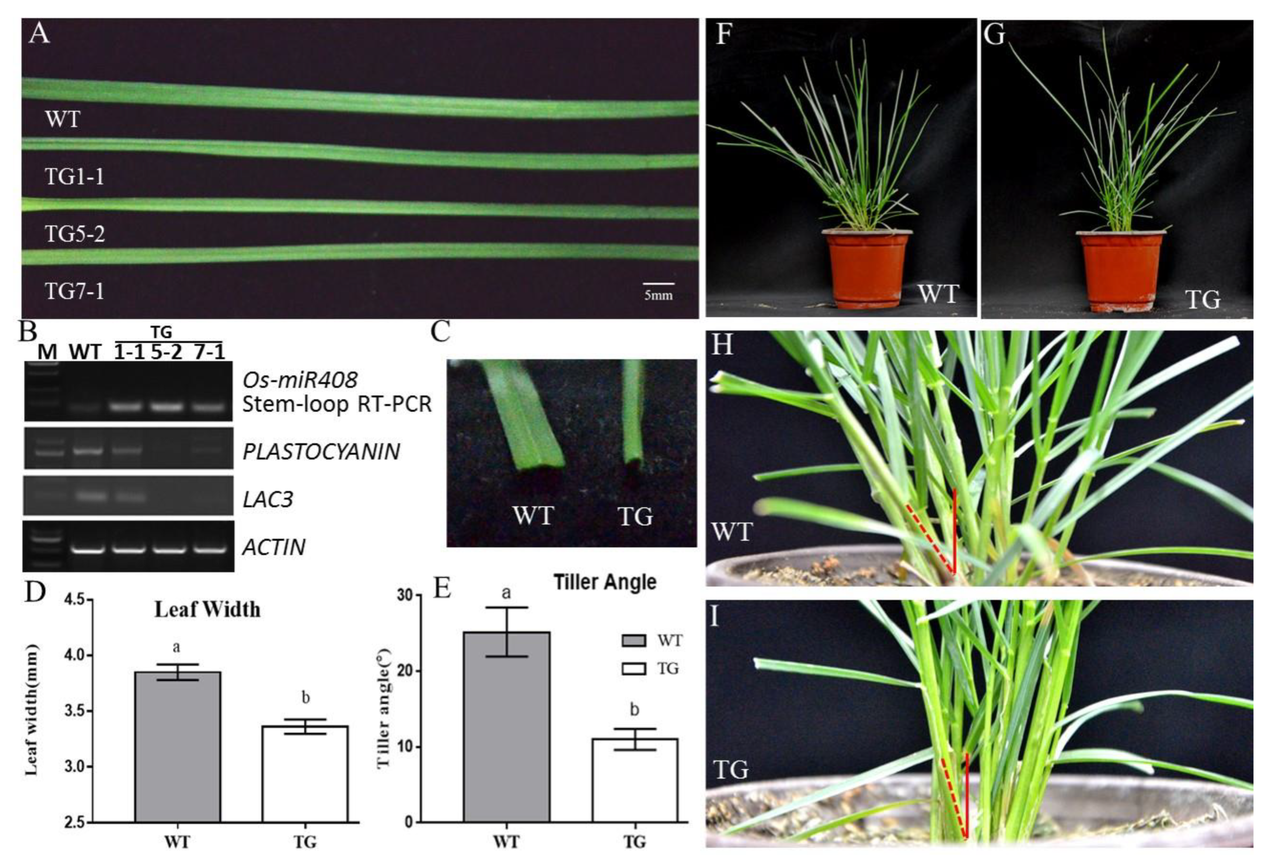 Agronomy 11 01930 g001 550