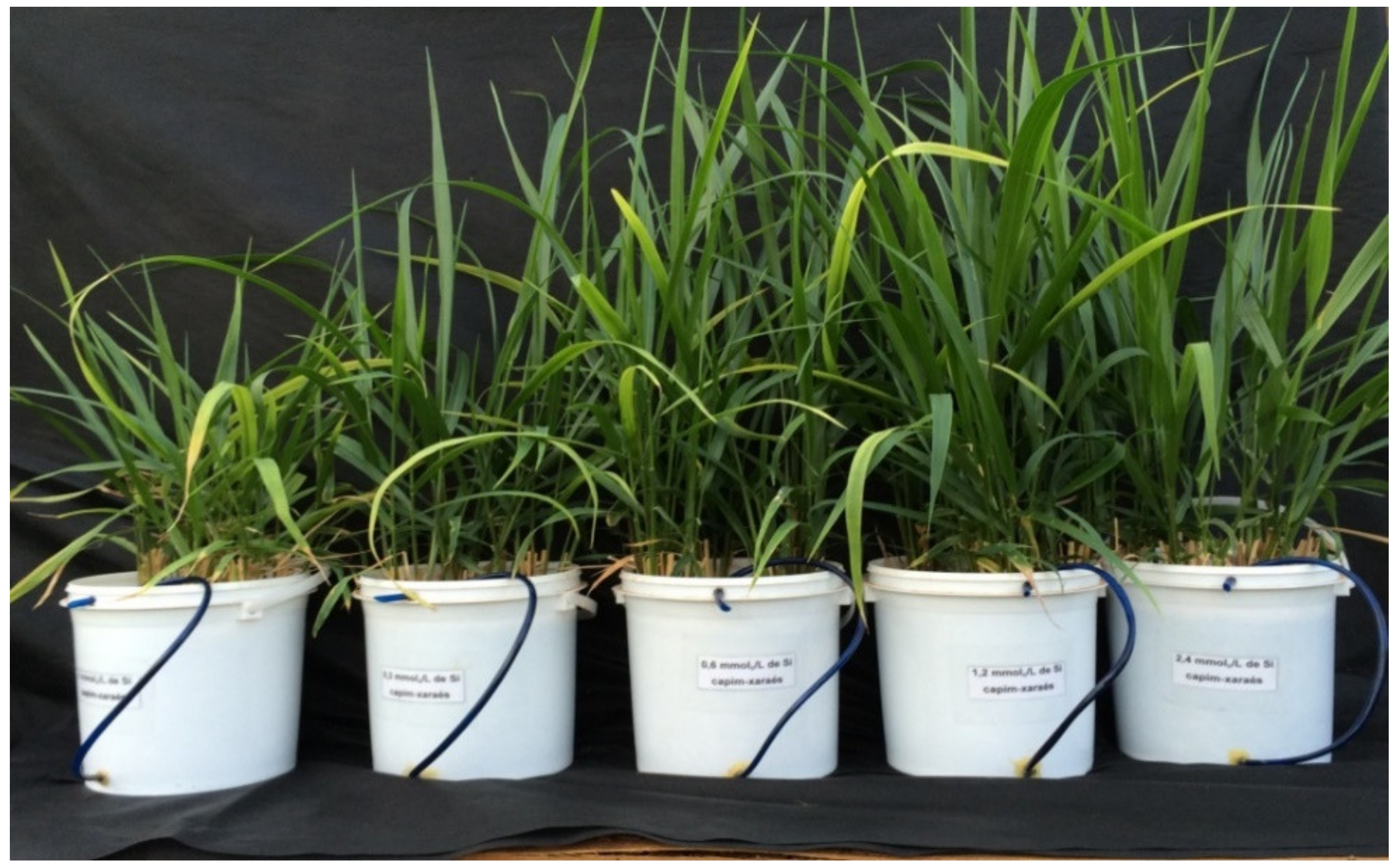 Agronomy 11 01938 g001 Agronomy 11 01938 g001