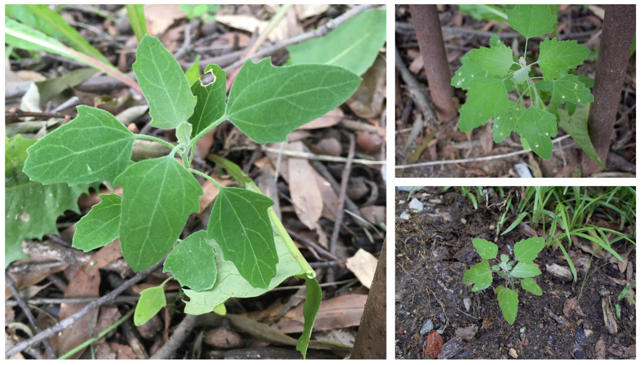 Agronomy 11 01951 g002 550