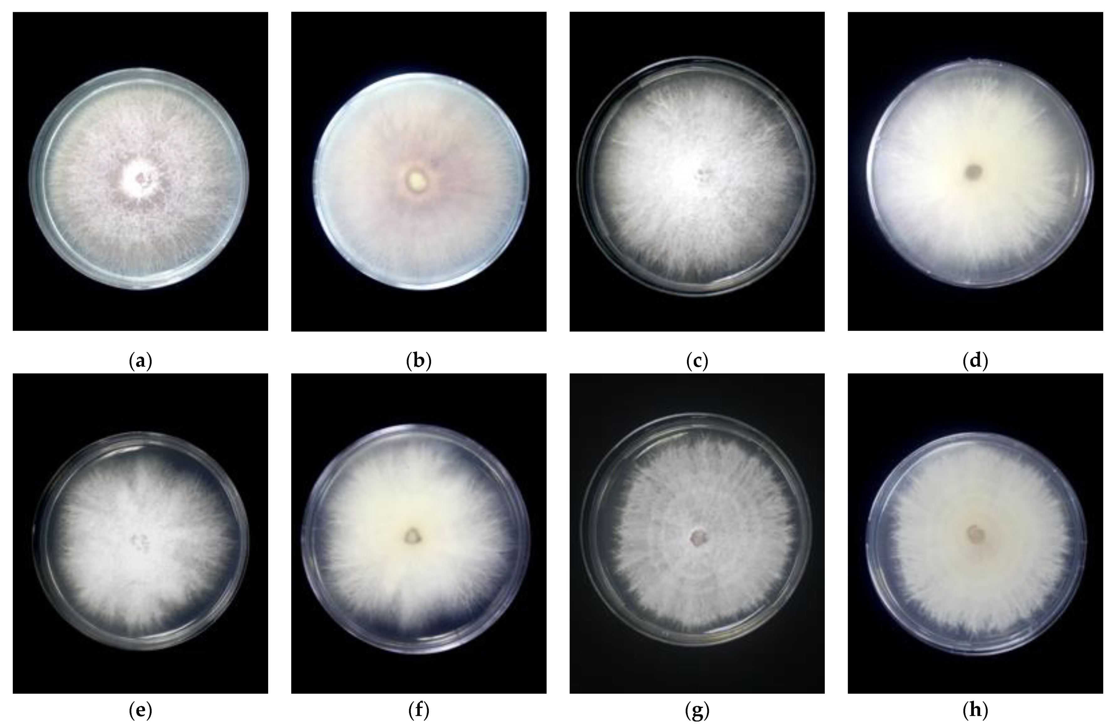 Agronomy 11 01955 g001