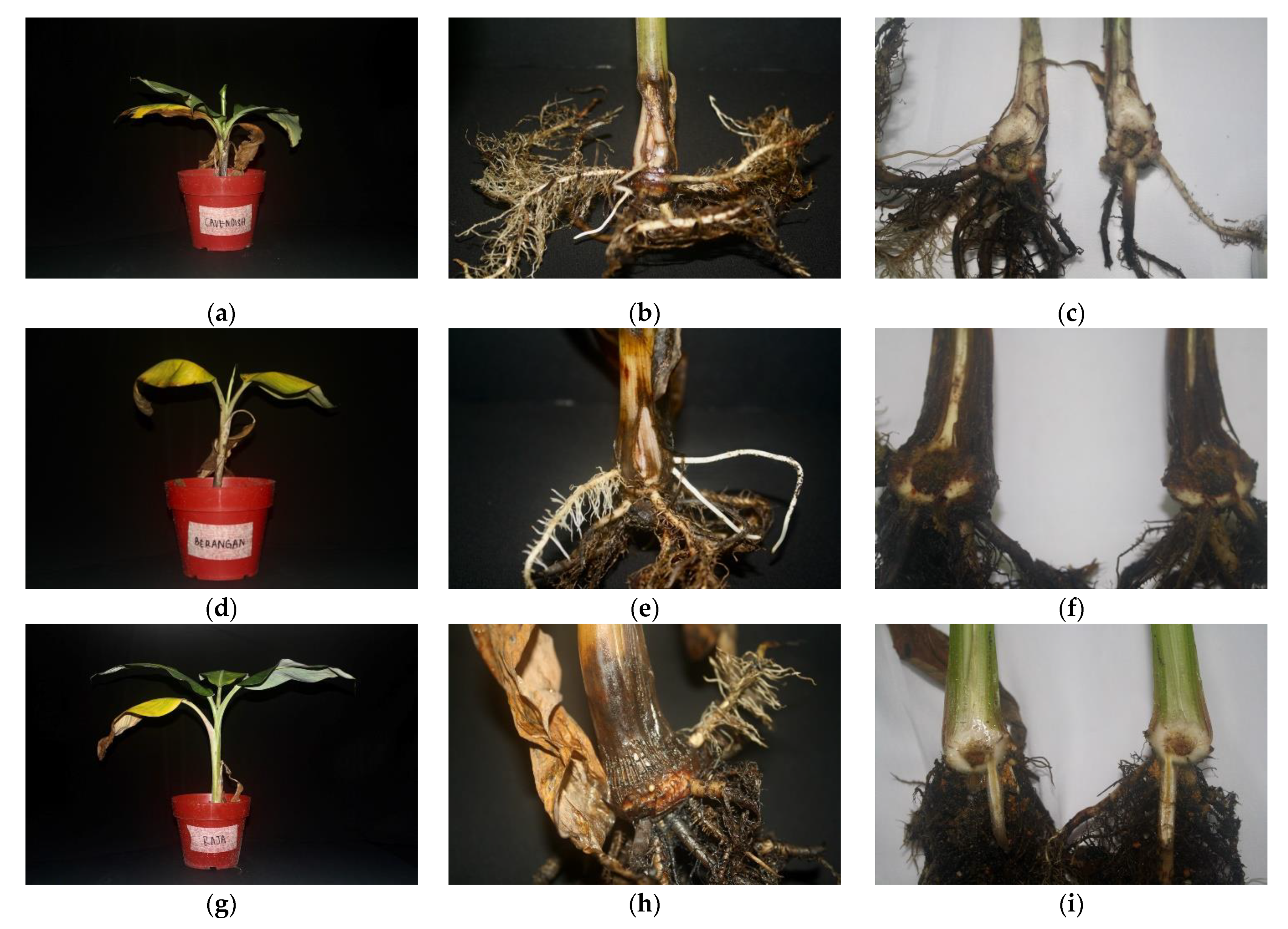 Agronomy 11 01955 g005a