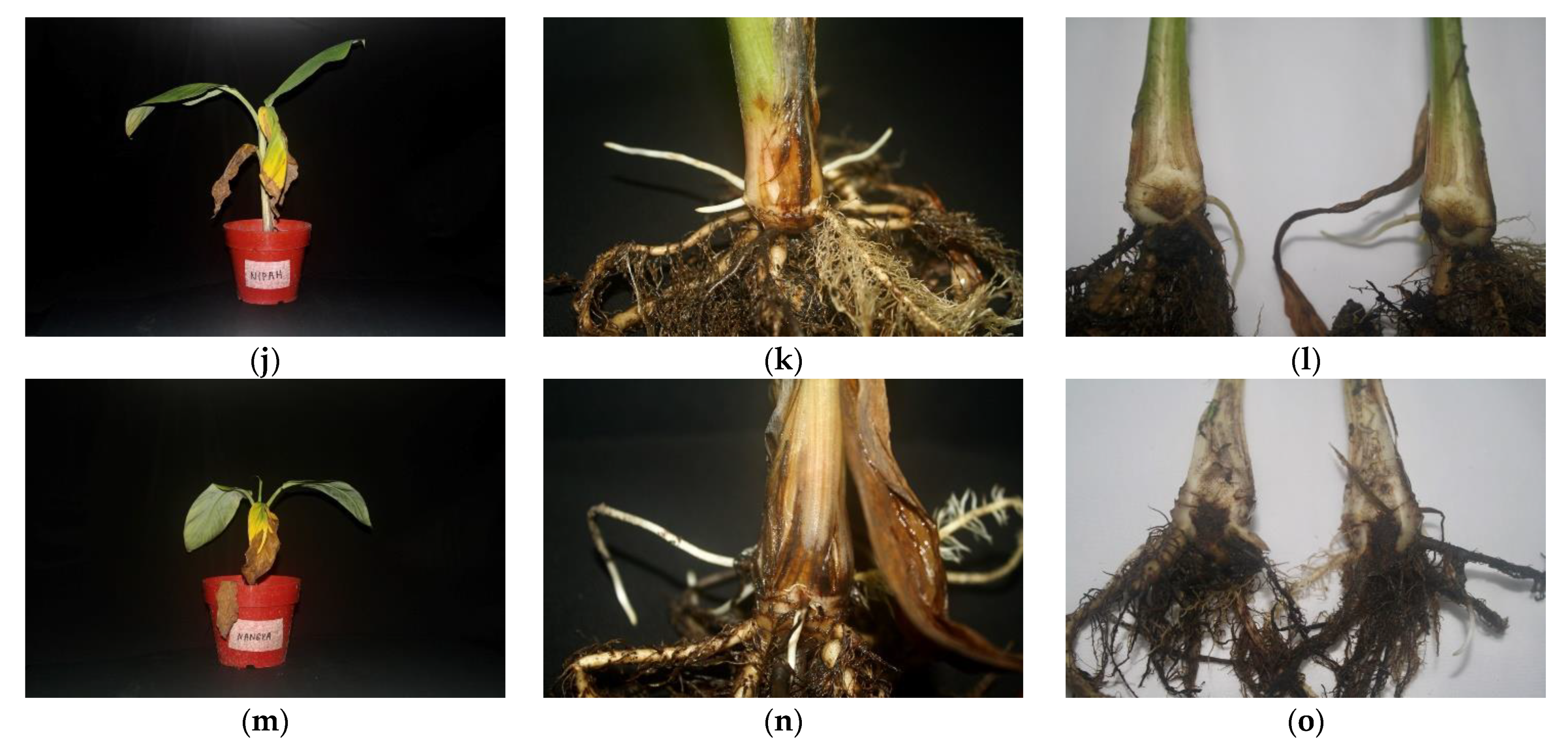 Agronomy 11 01955 g005b