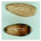 Agronomy 11 01958 i002