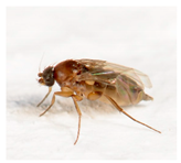 Agronomy 11 01958 i003