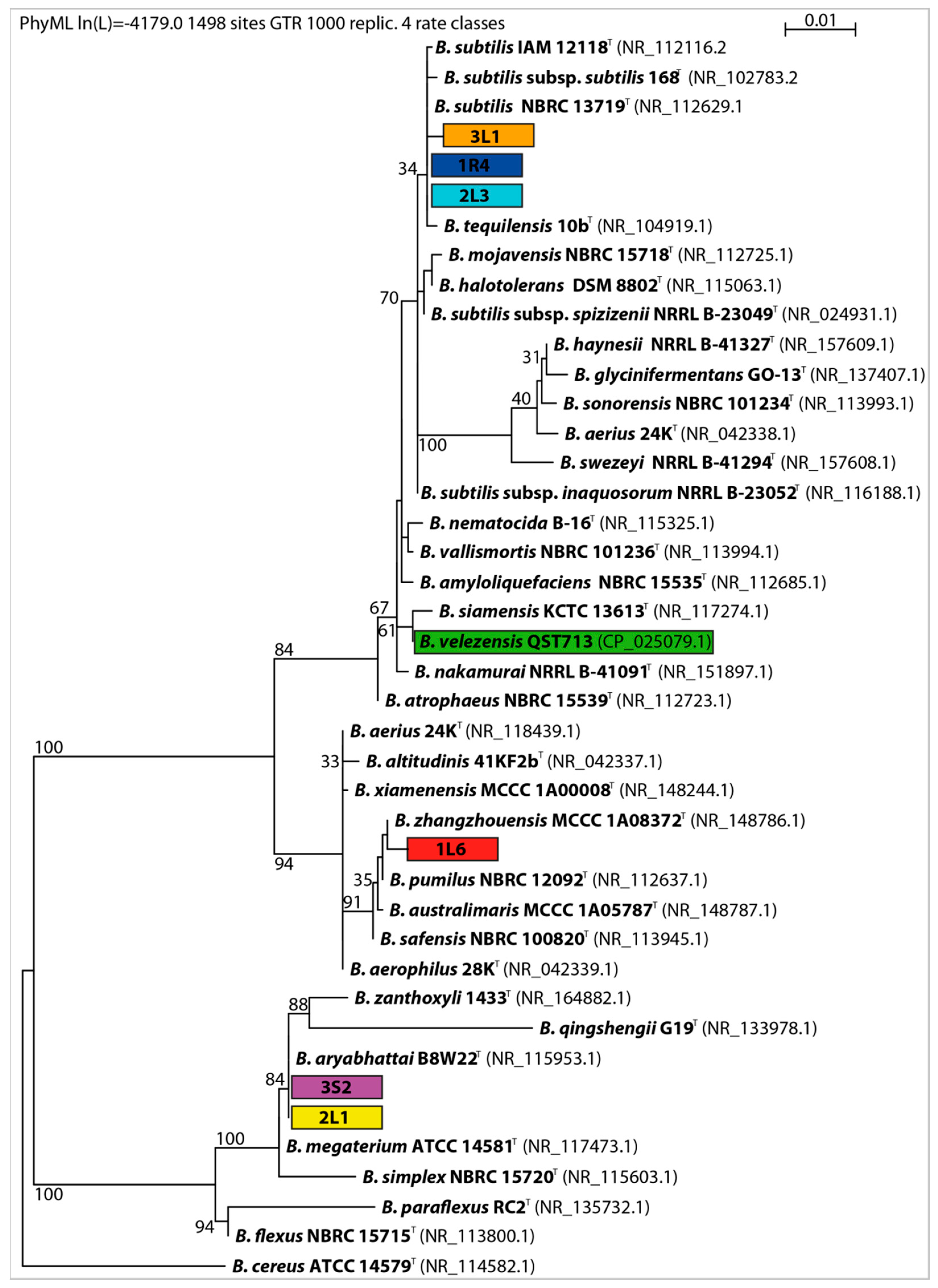 Agronomy Free Full Text Growth Promotion Of Rapeseed Brassica Napus L And Blackleg Disease Leptosphaeria Maculans Suppression Mediated By Endophytic Bacteria Html