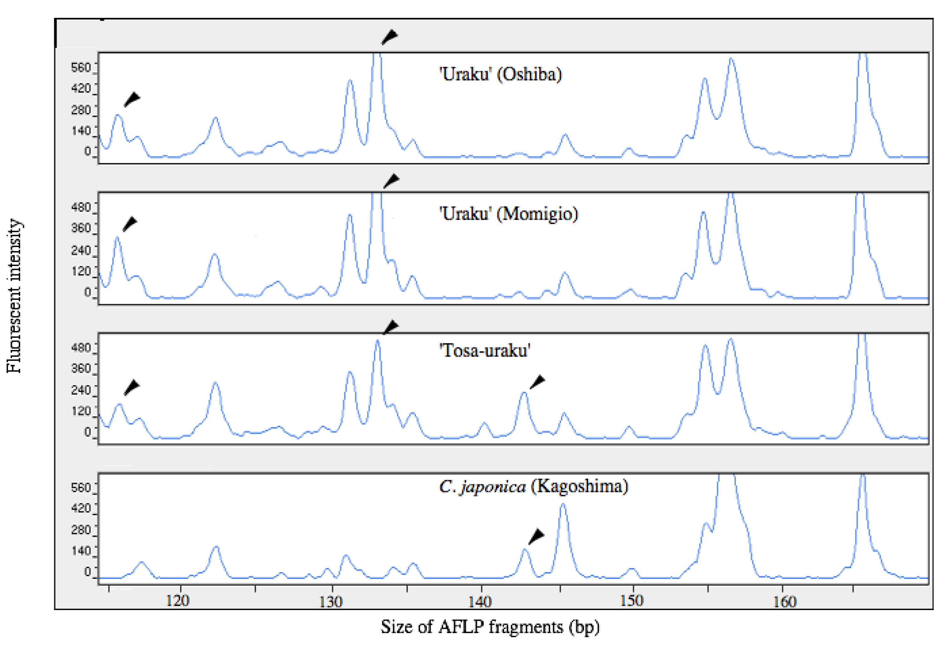 motion copy Bangladesh Agronomy | Free Full-Text | Genetic Variation and Phylogeny of Wabisuke Camellias by Amplified Fragment Length Polymorphism (AFLP) Analysis motion copy Bangladesh Agronomy | Free Full-Text | Genetic Variation and Phylogeny of Wabisuke Camellias by Amplified Fragment Length Polymorphism (AFLP) Analysis