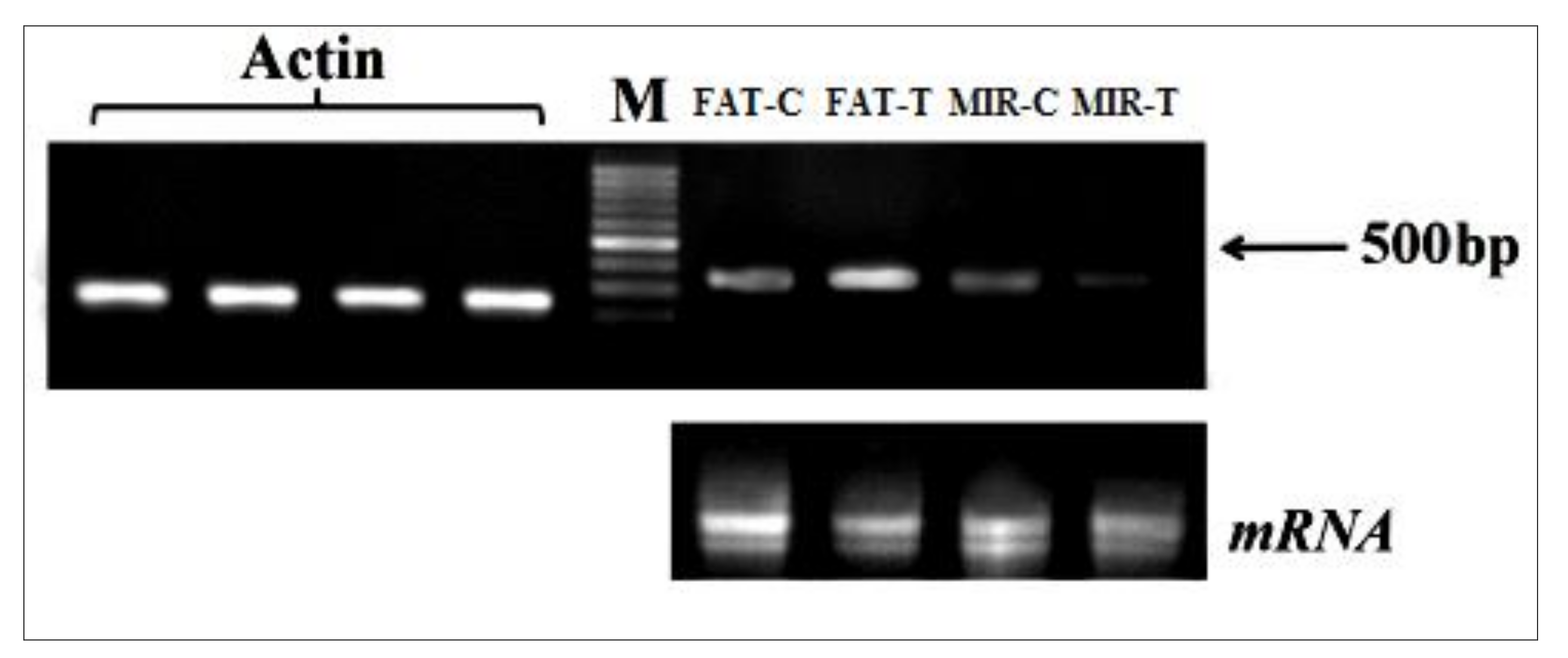 Agronomy 11 01979 g005