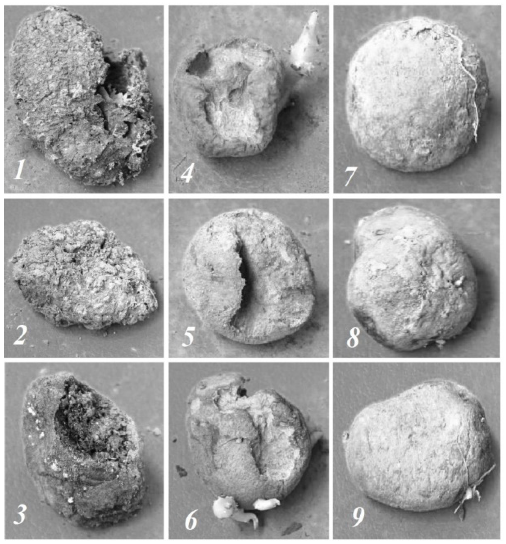 Agronomy 11 01980 g002