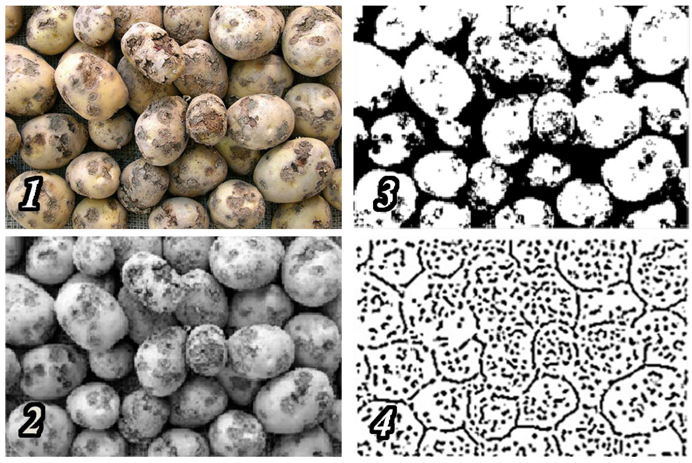 Agronomy 11 01980 g003