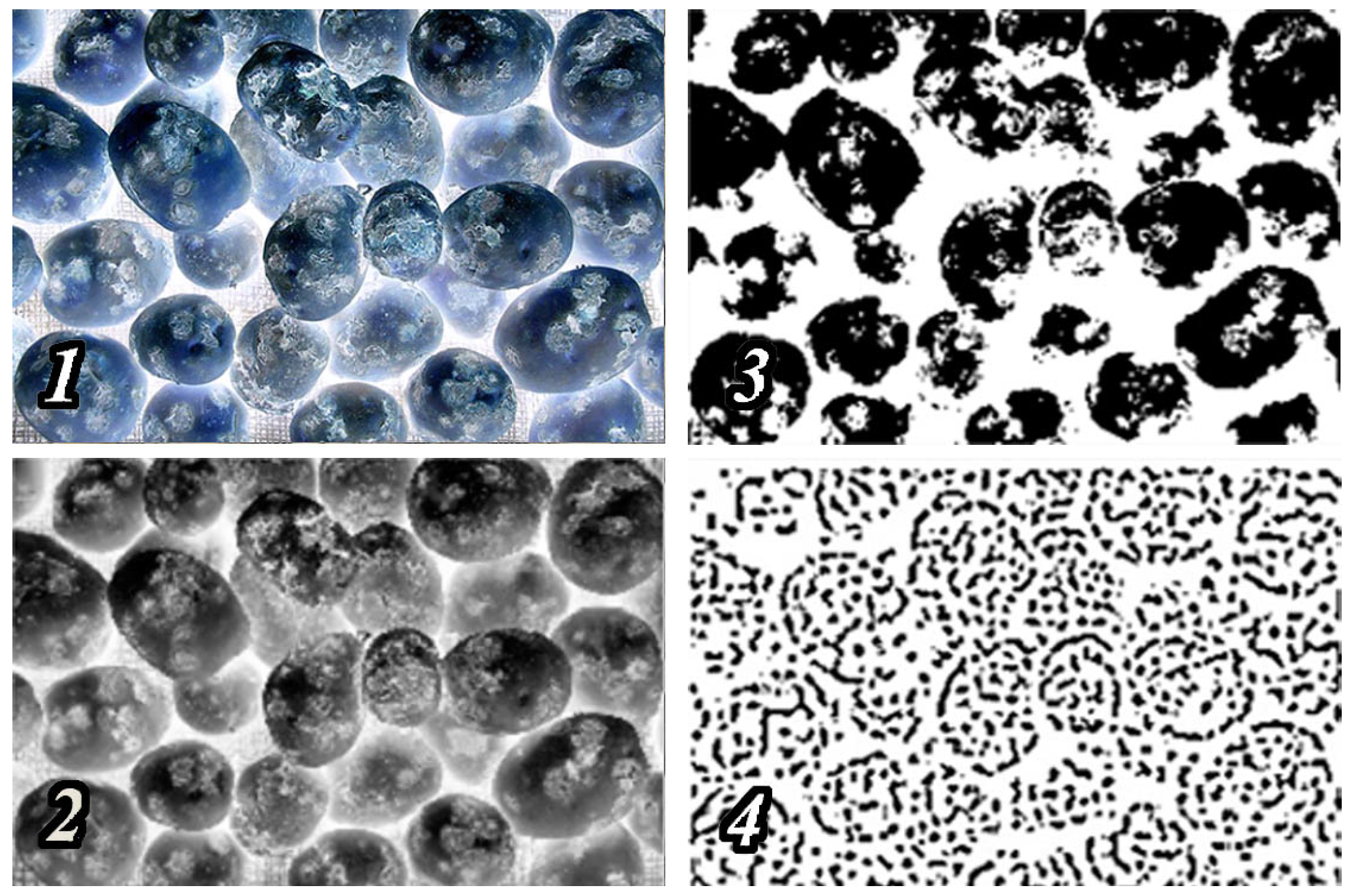 Agronomy 11 01980 g004