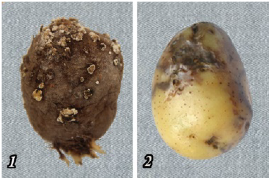 Agronomy 11 01980 g009