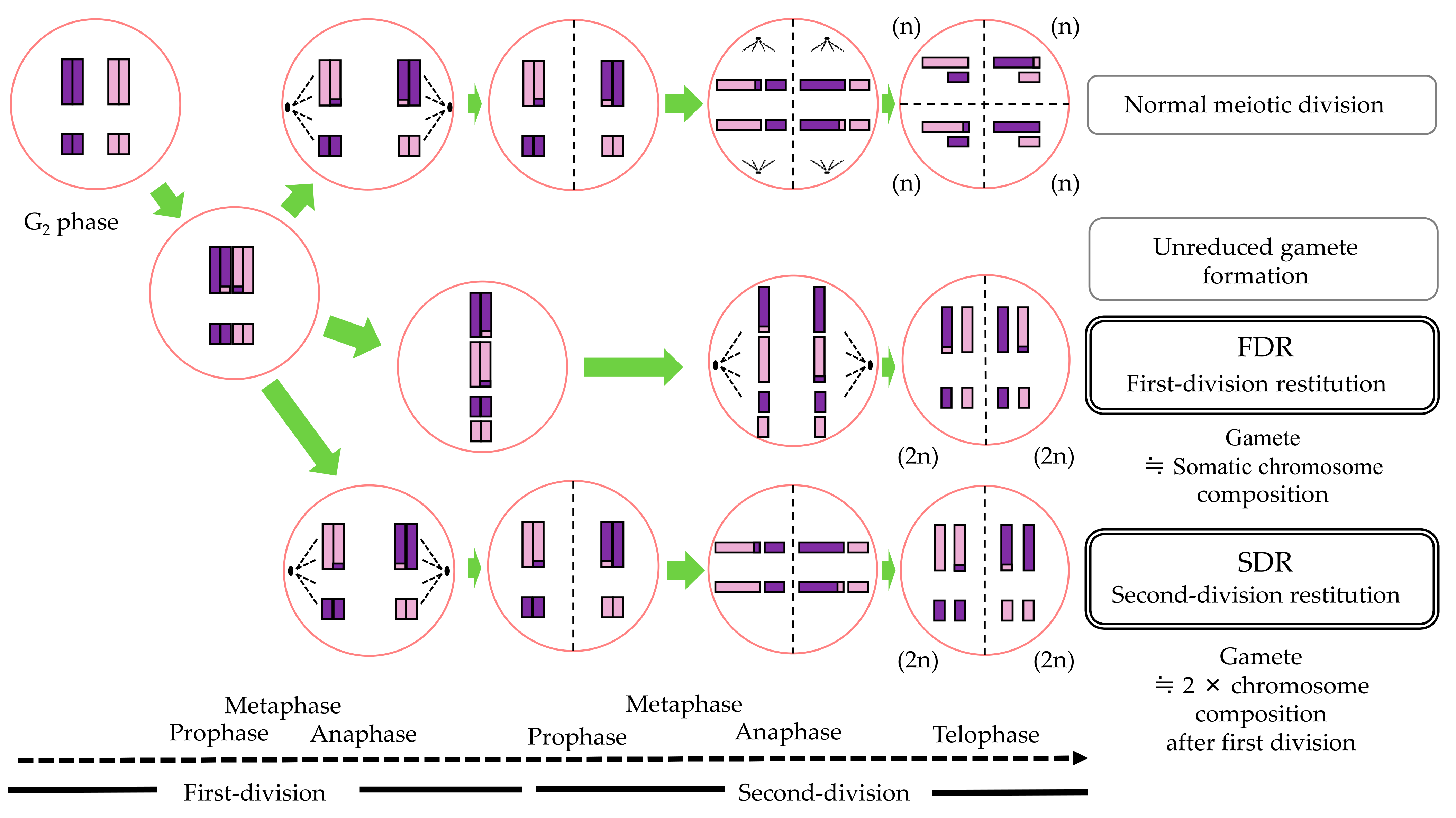 Agronomy 11 01988 g001