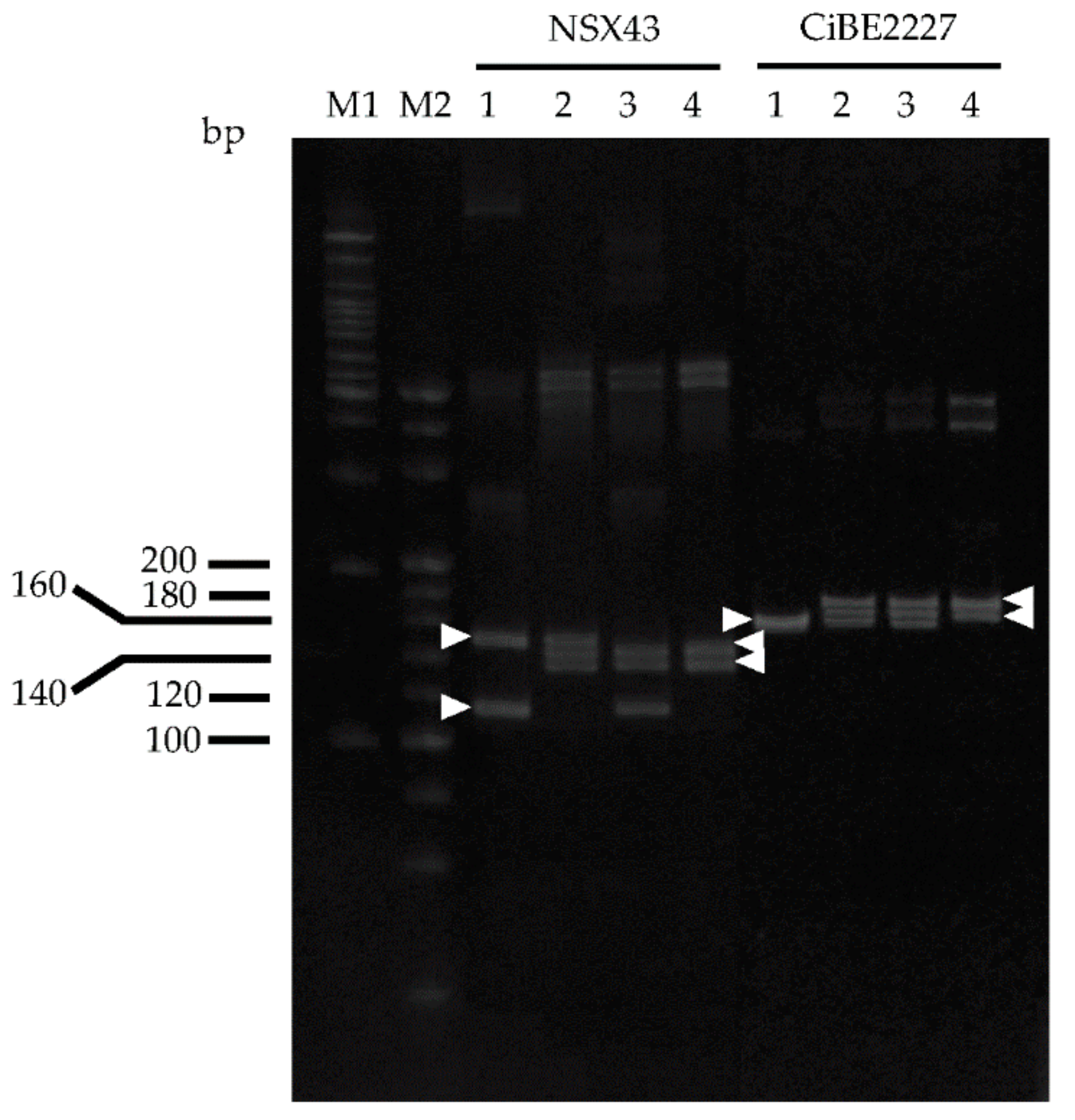 Agronomy 11 01988 g002