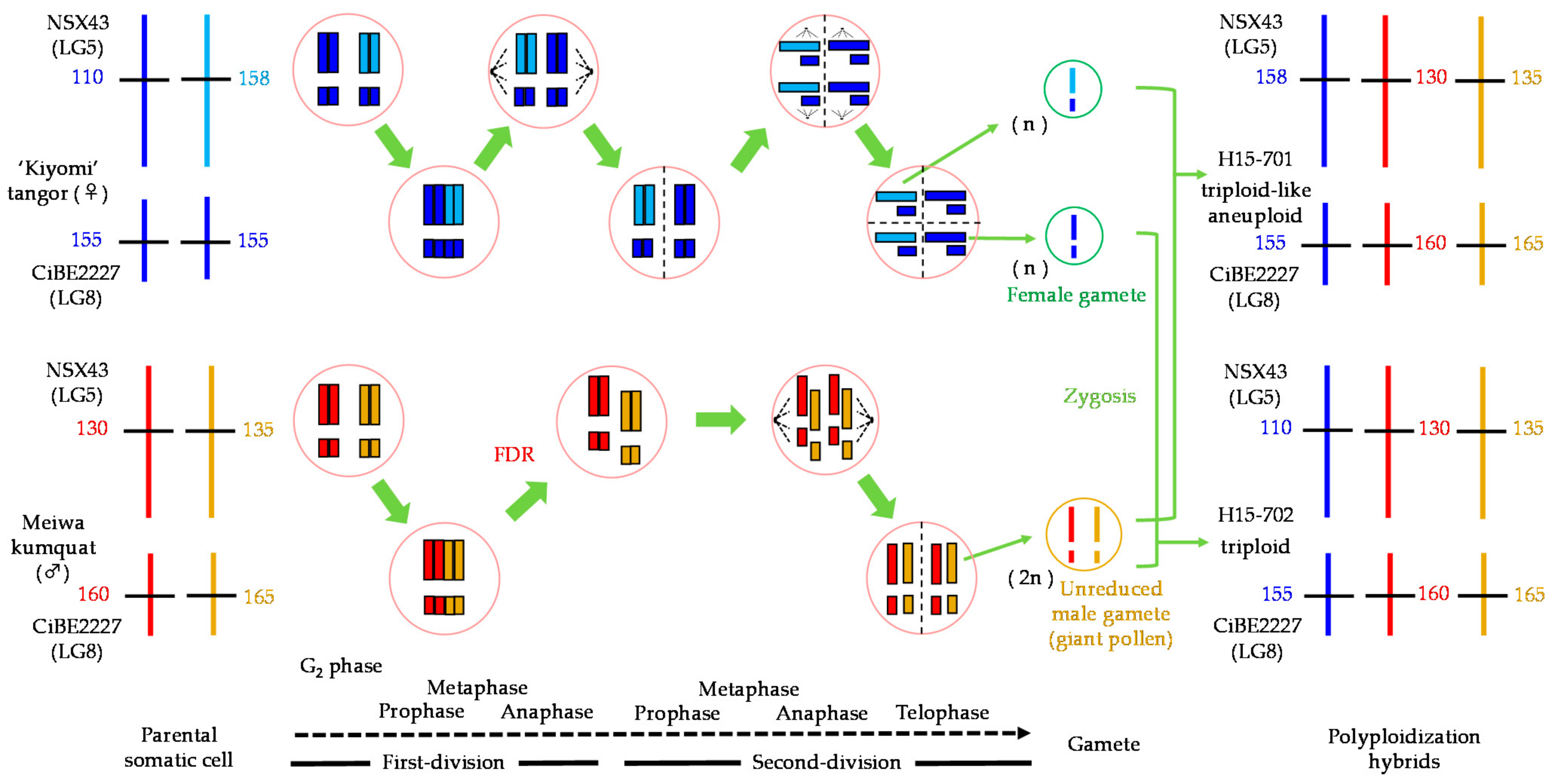 Agronomy 11 01988 g005