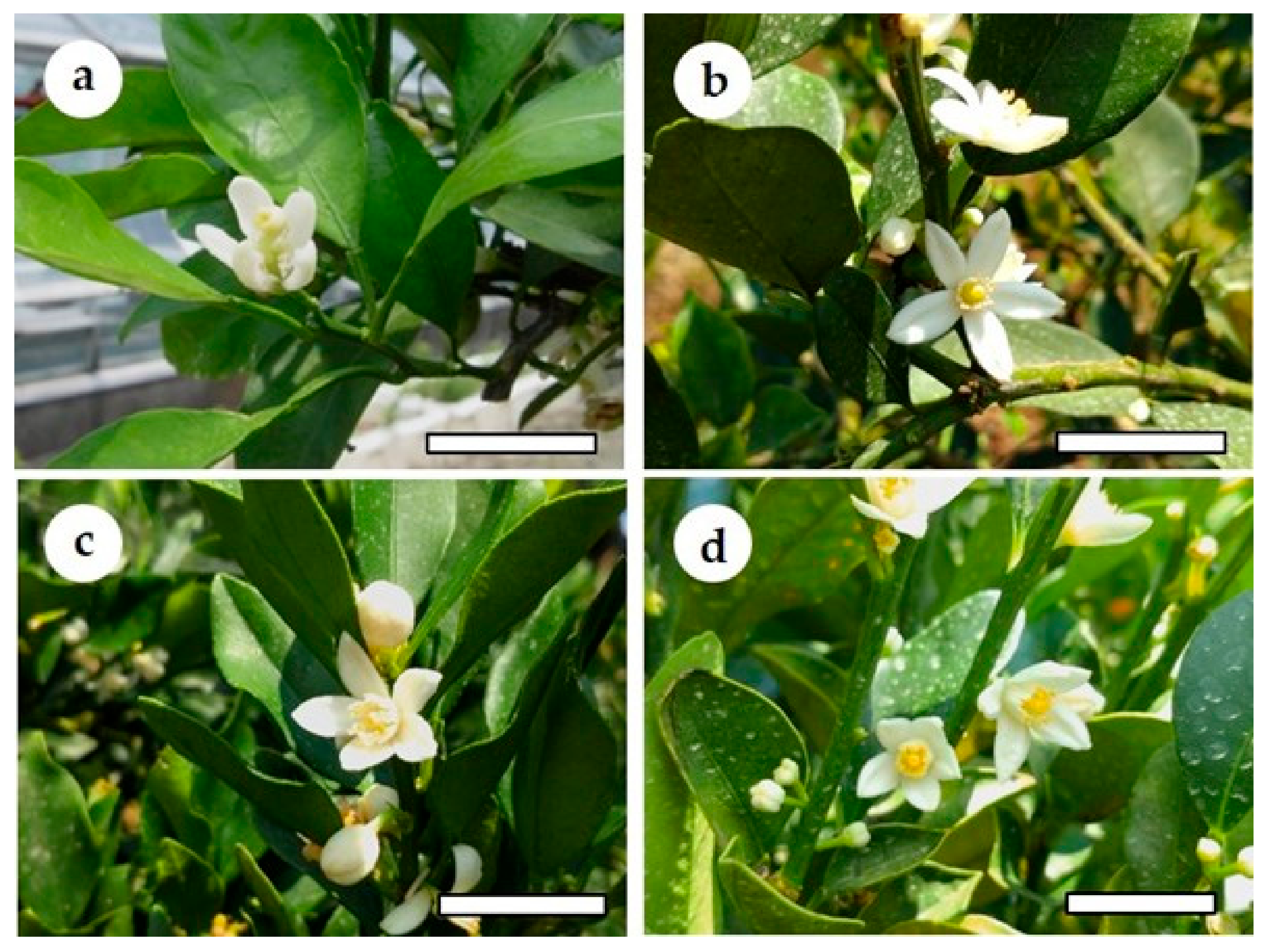 Agronomy 11 01988 g008