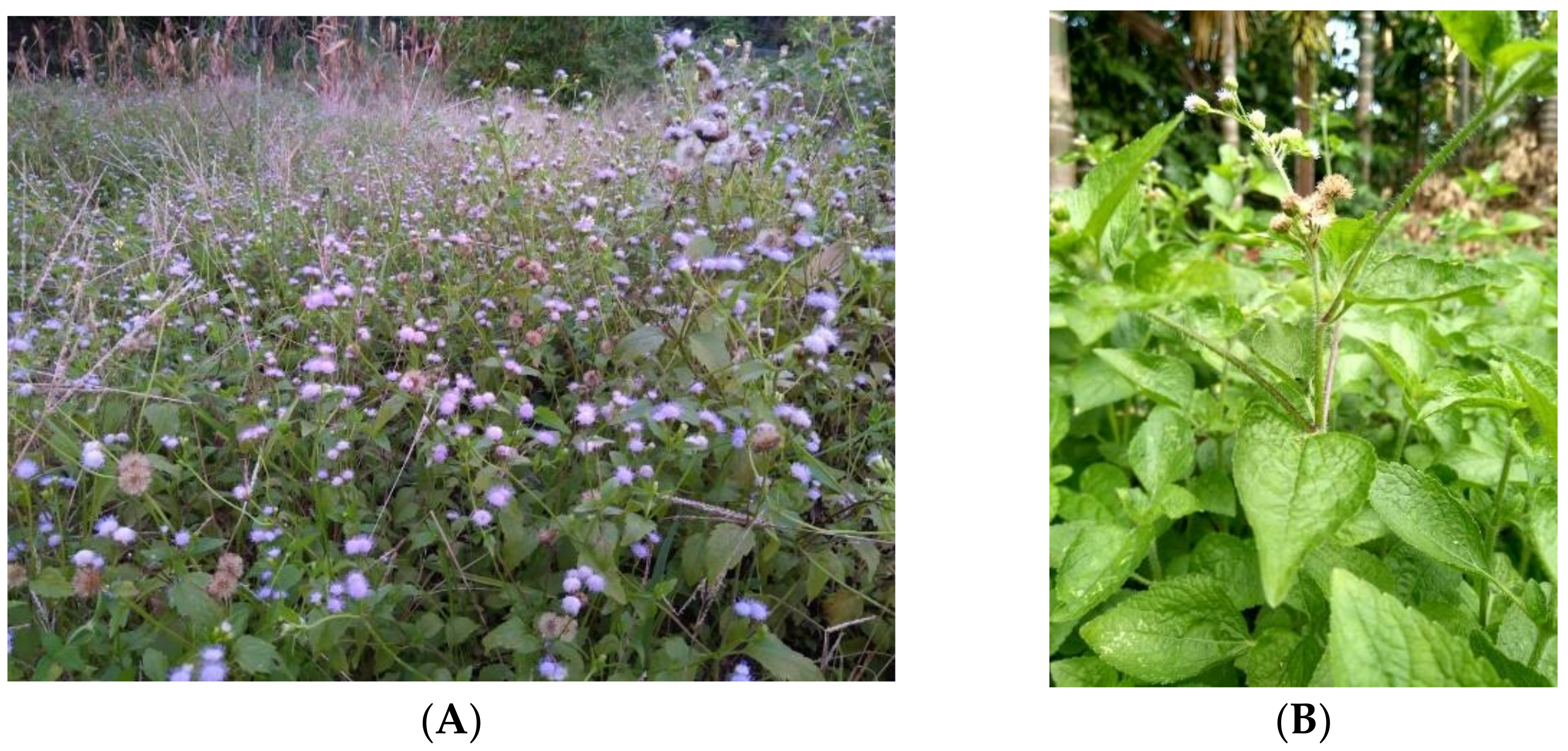 Agronomy 11 01991 g001 550