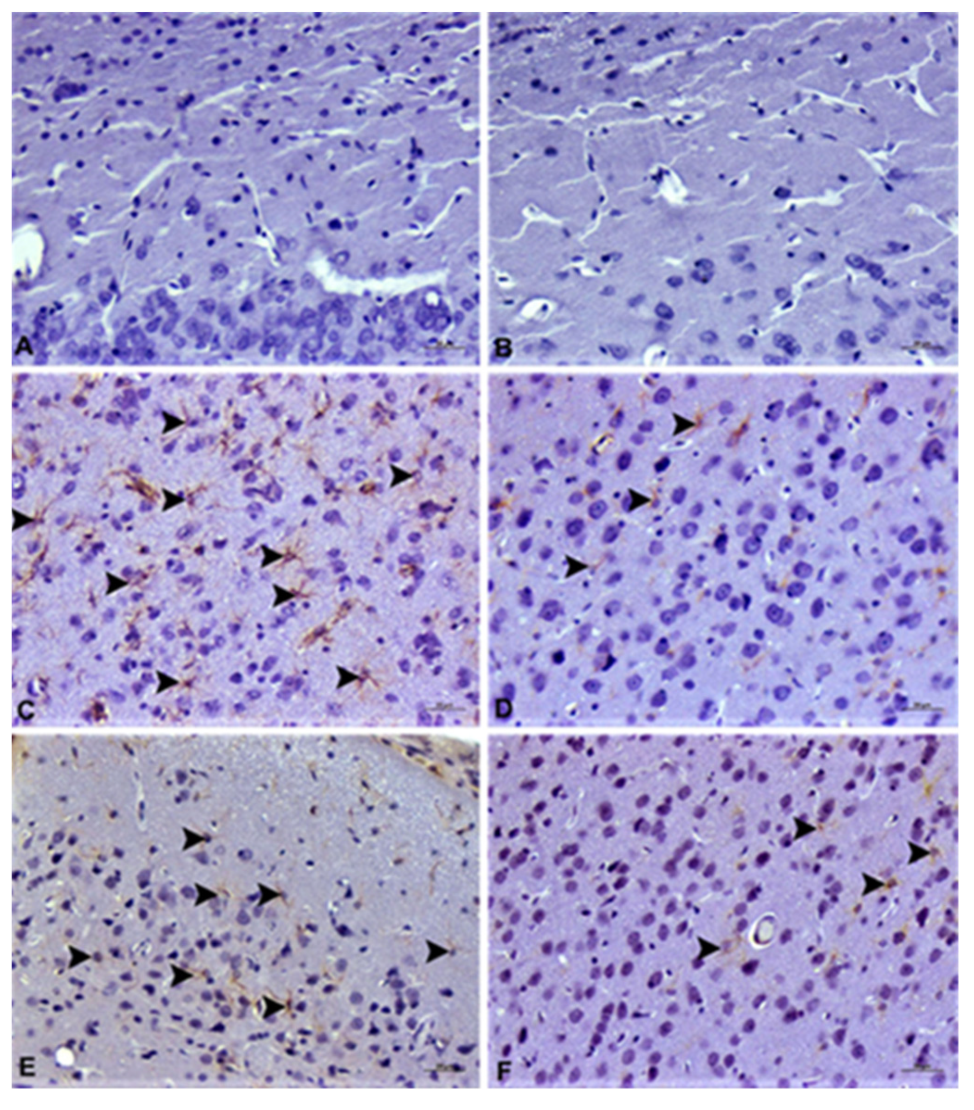 Agronomy 11 02003 g003