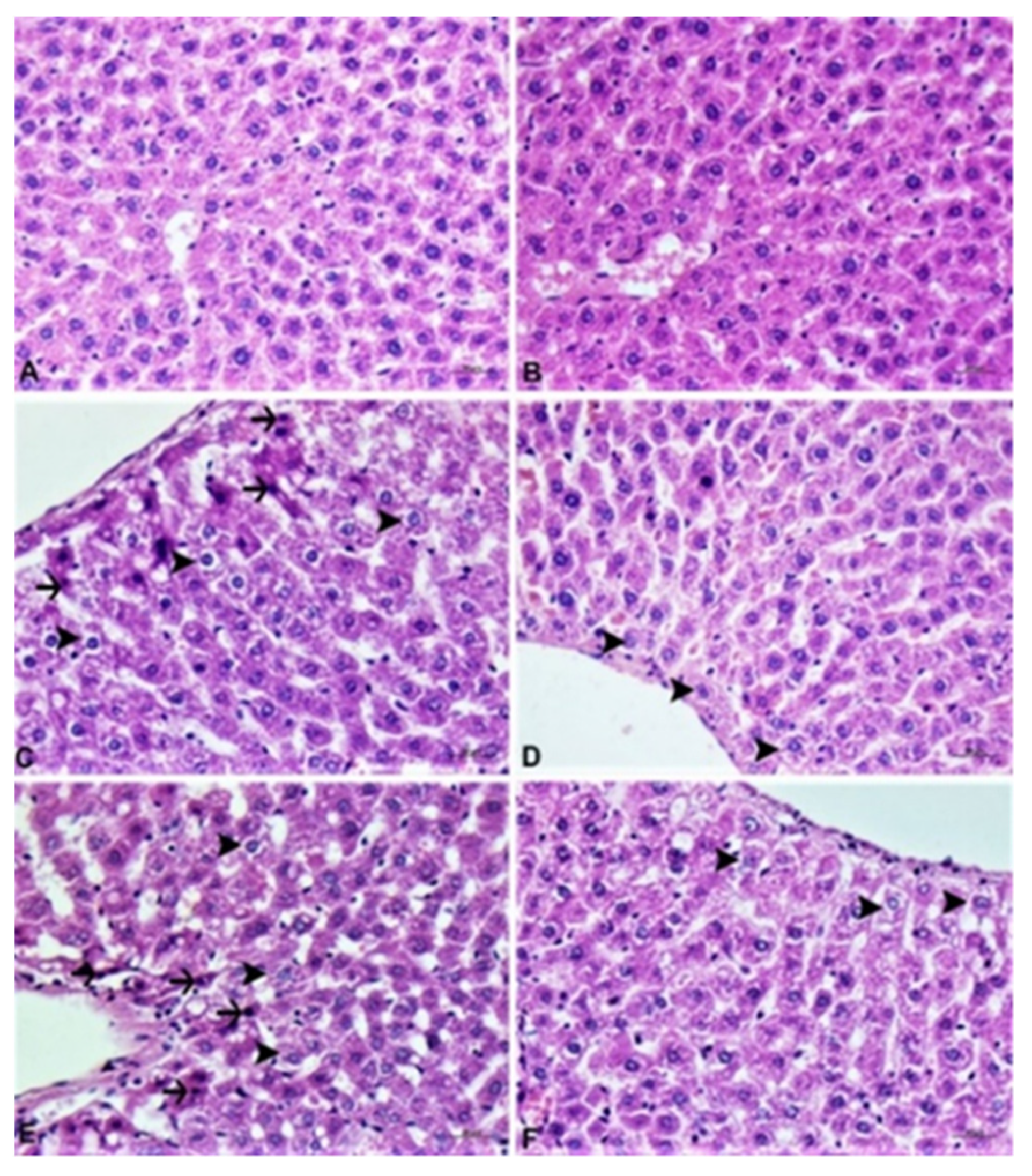 Agronomy 11 02003 g004