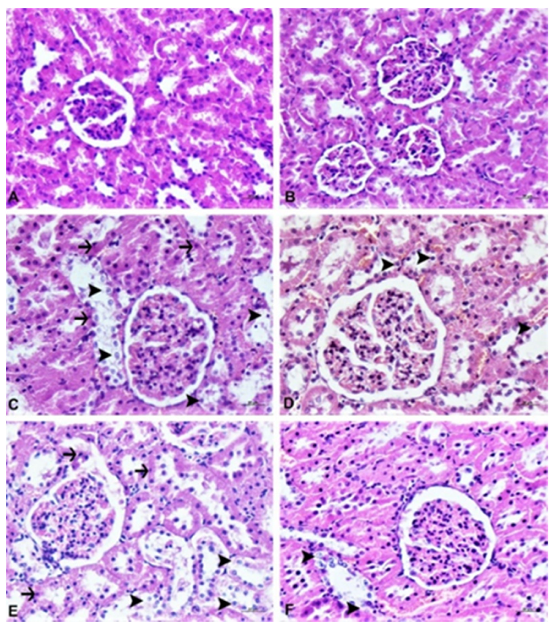 Agronomy 11 02003 g005