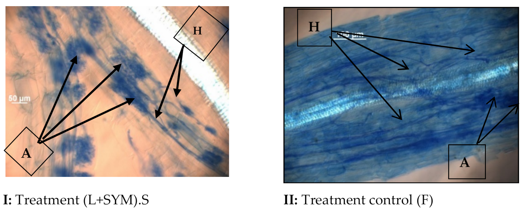 Agronomy 11 02019 g001