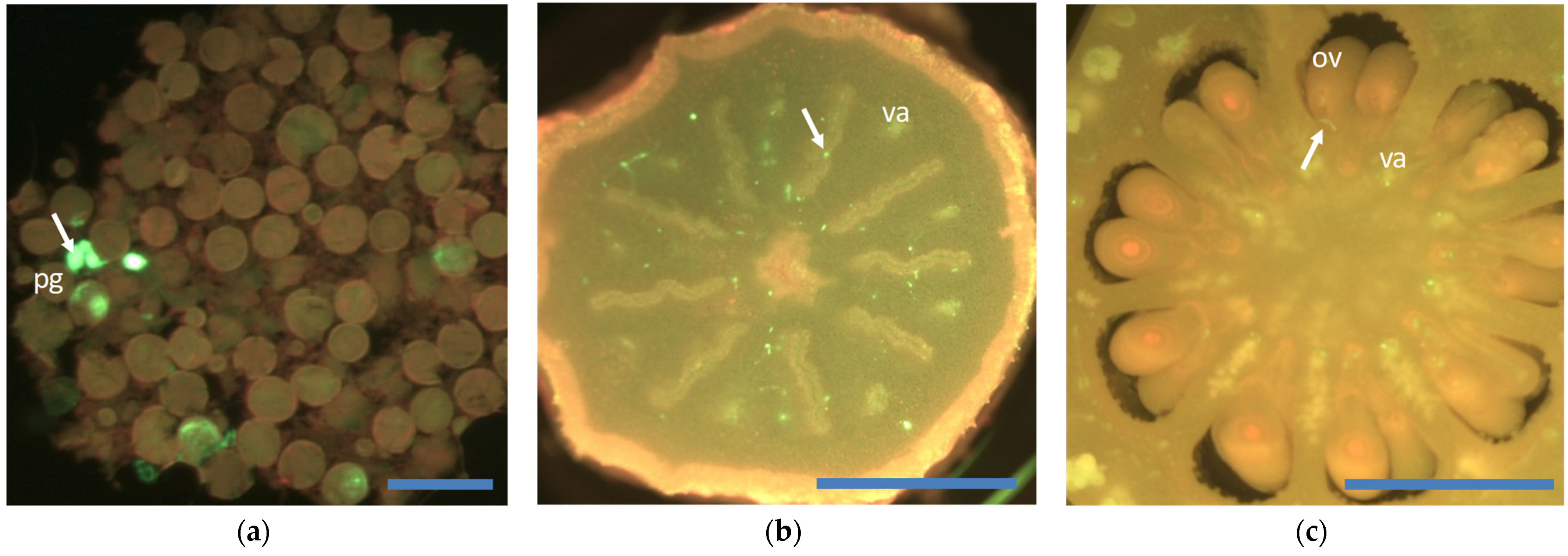 Agronomy 11 02023 g003 550