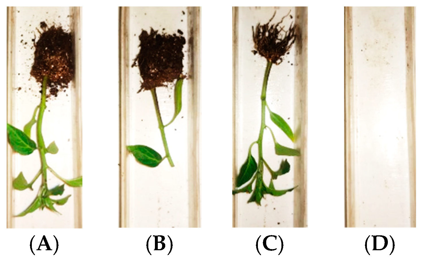 Agronomy 11 02031 g008
