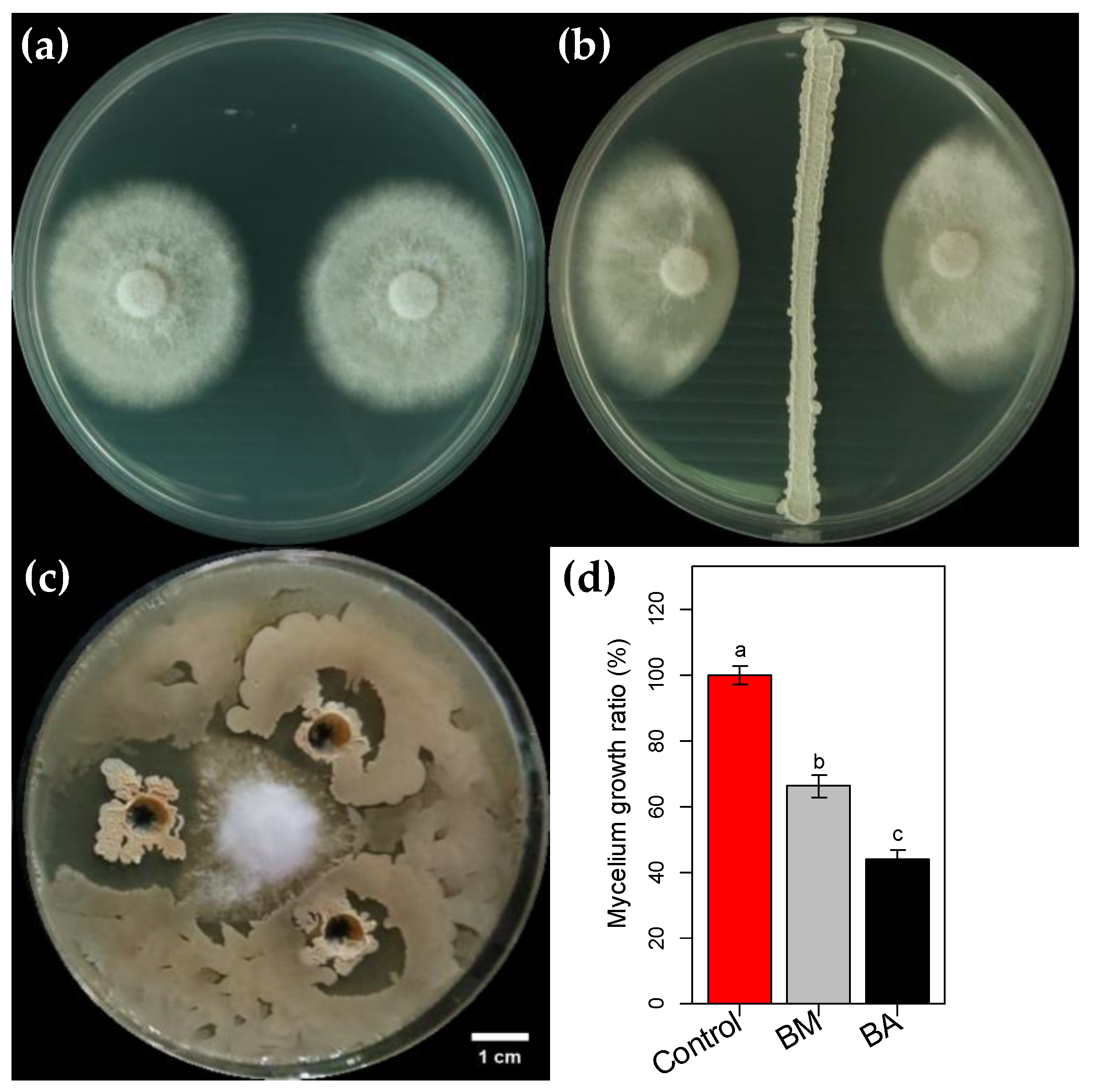 Agronomy 11 02043 g001