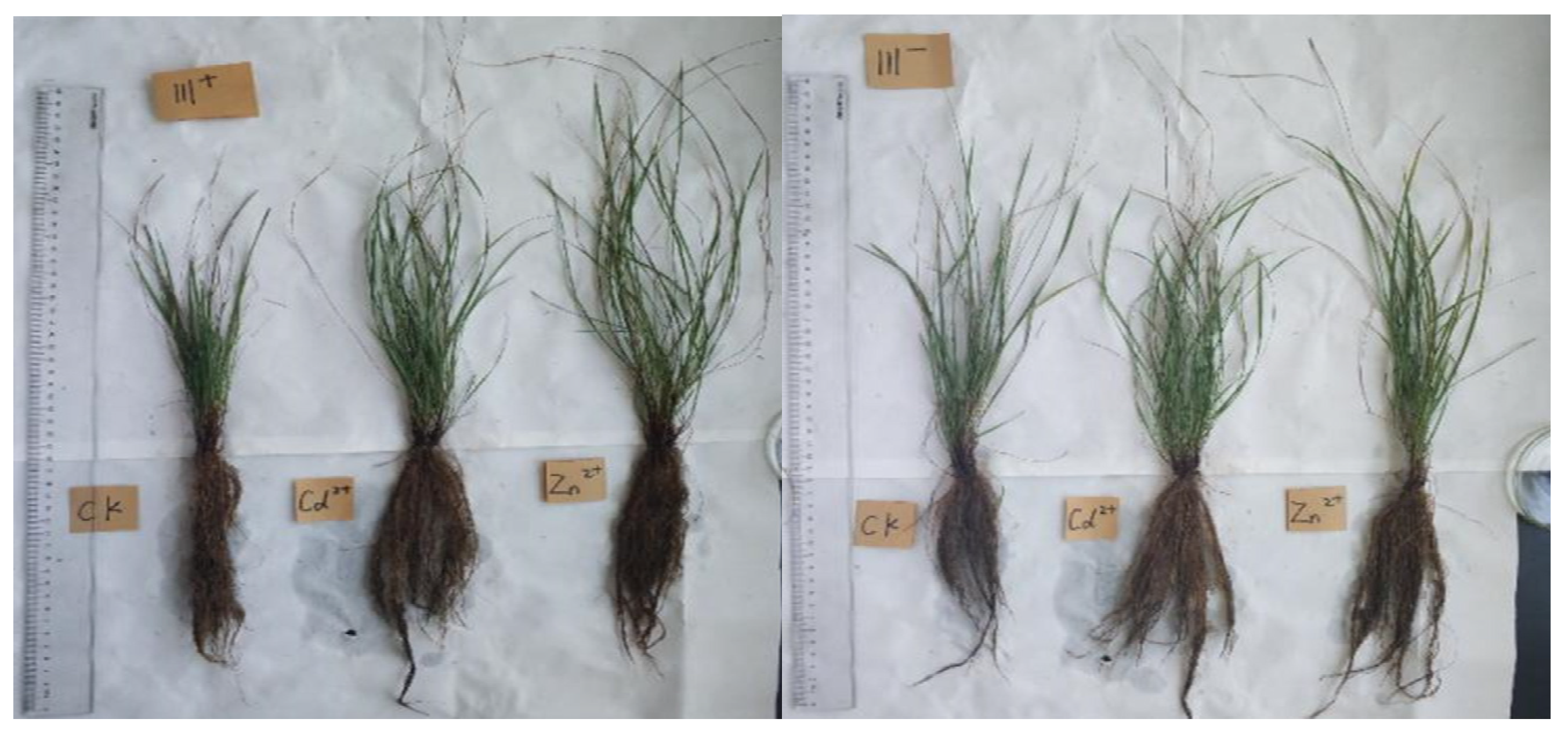 Agronomy 11 02049 g002