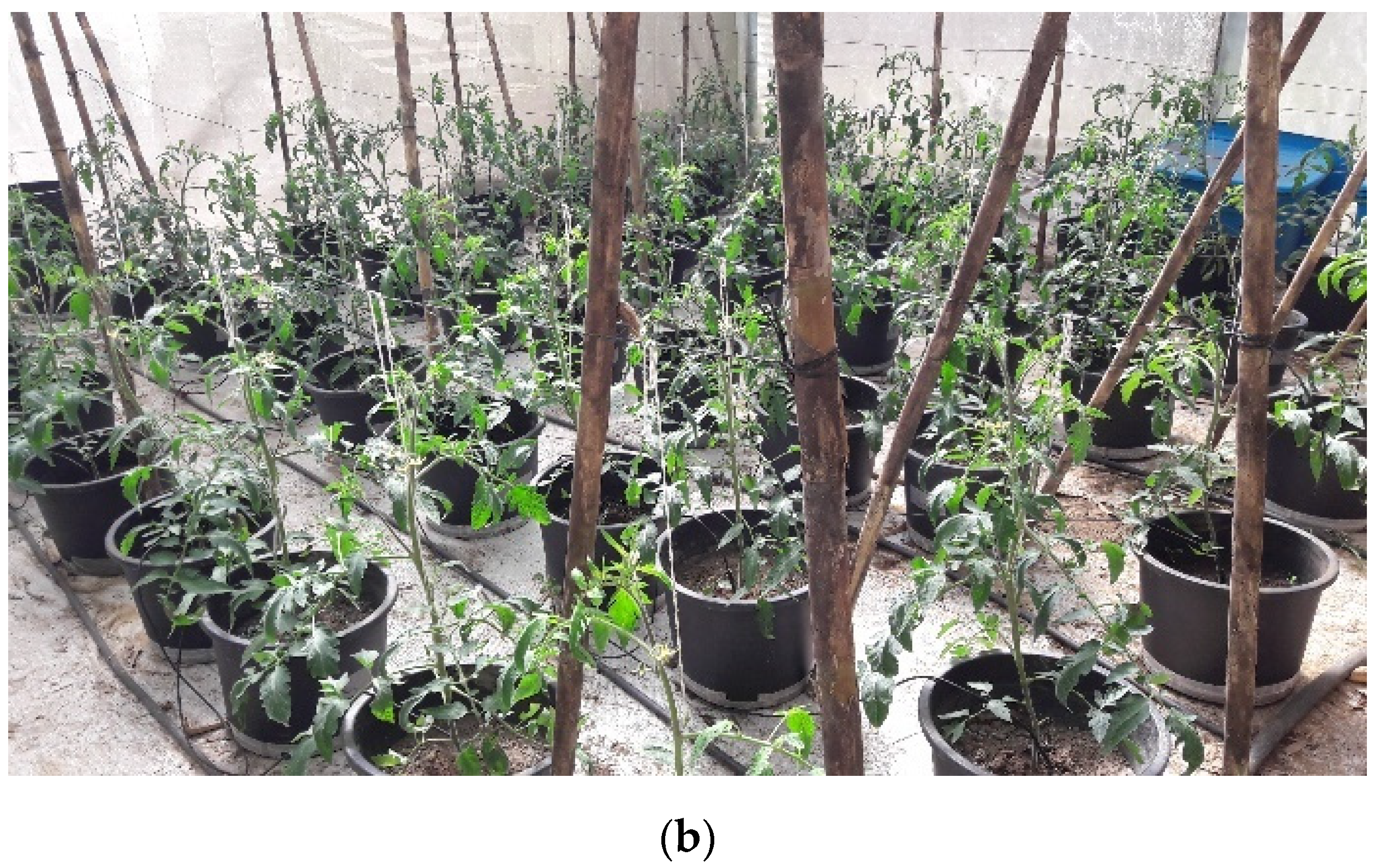 Agronomy 11 02052 g002b