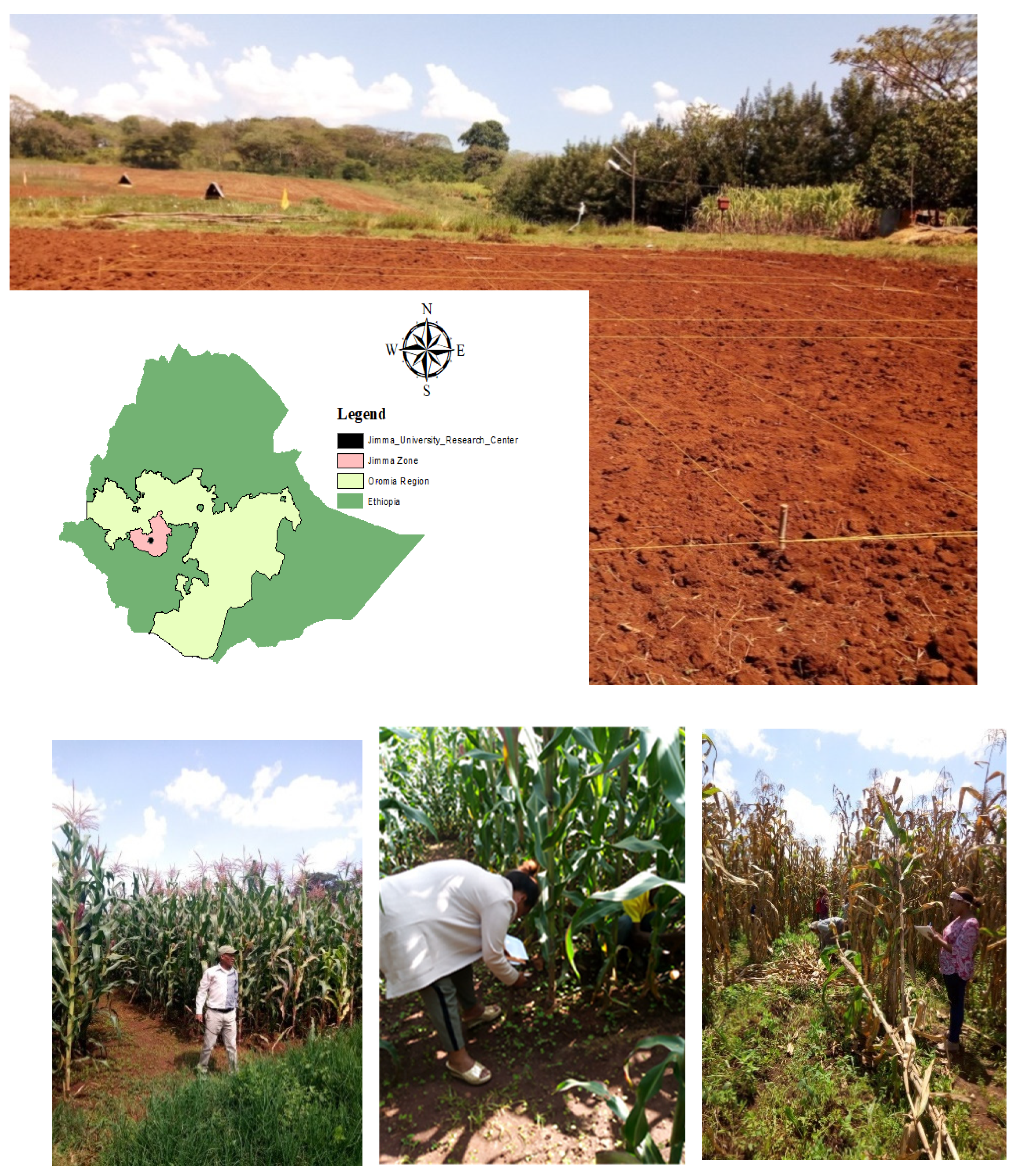 Agronomy 11 02097 g001