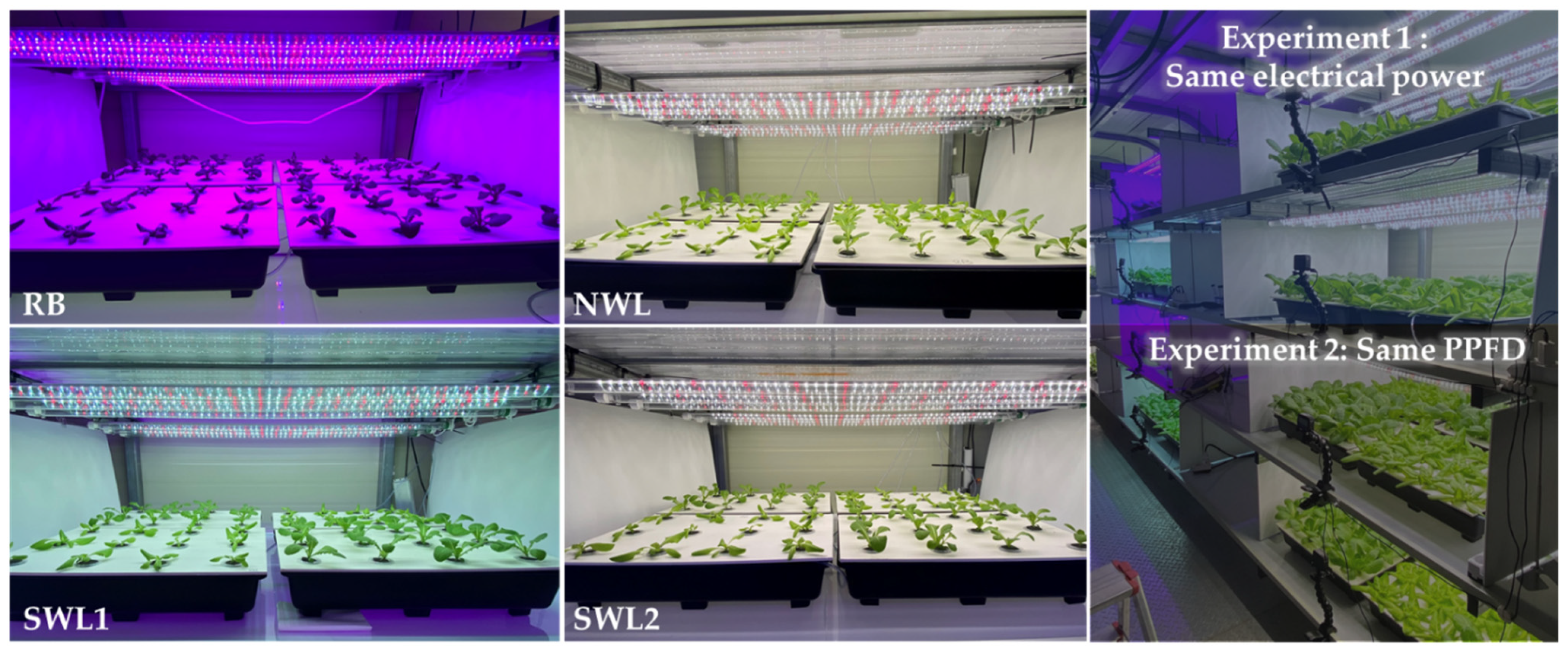 Lettuce led grow lights clearance