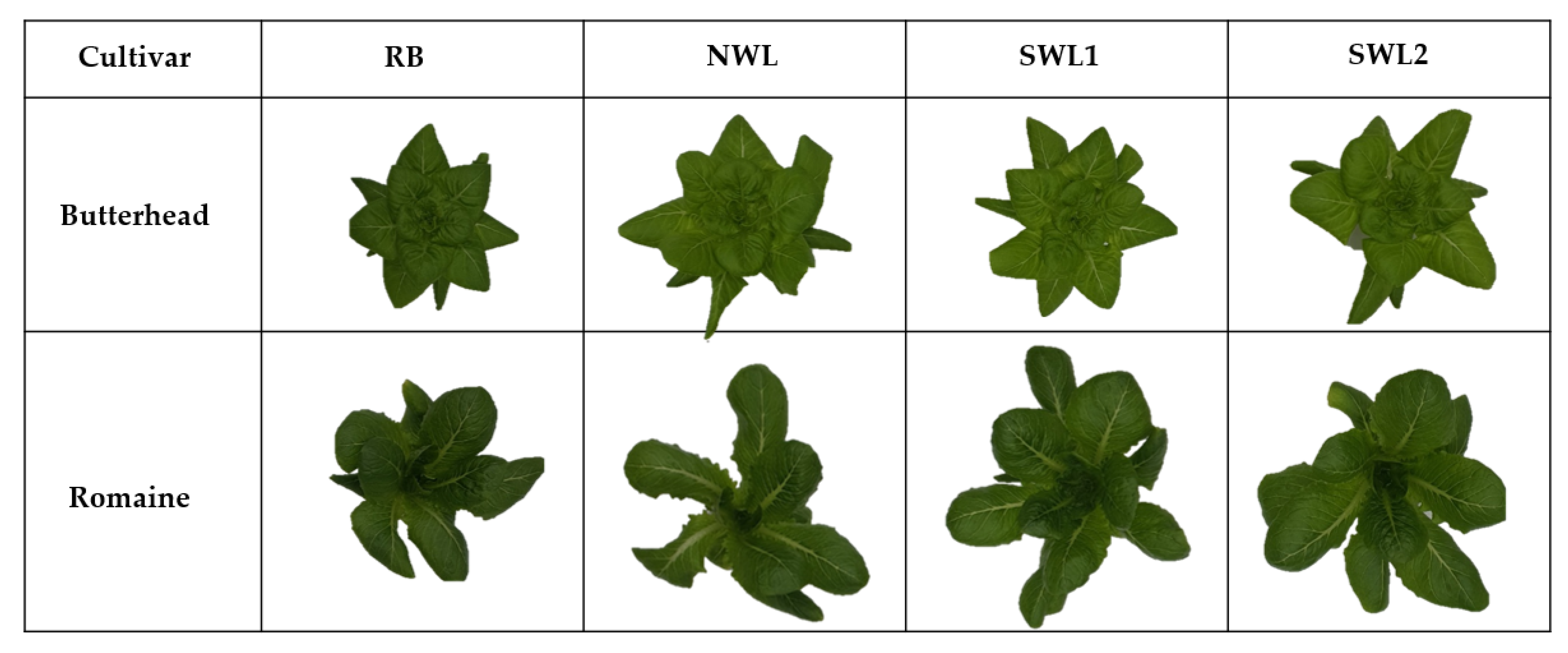 Agronomy 11 02111 g006
