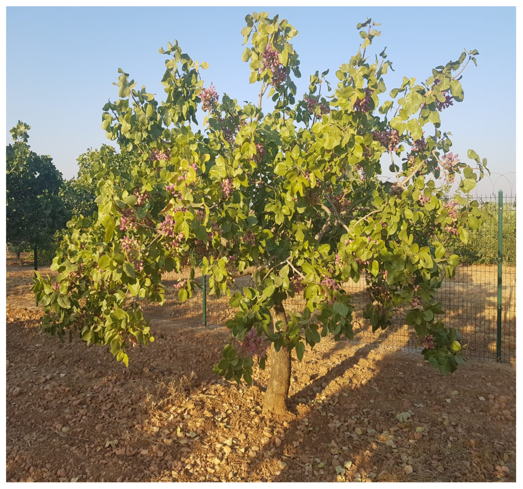 Agronomy 11 02115 g002