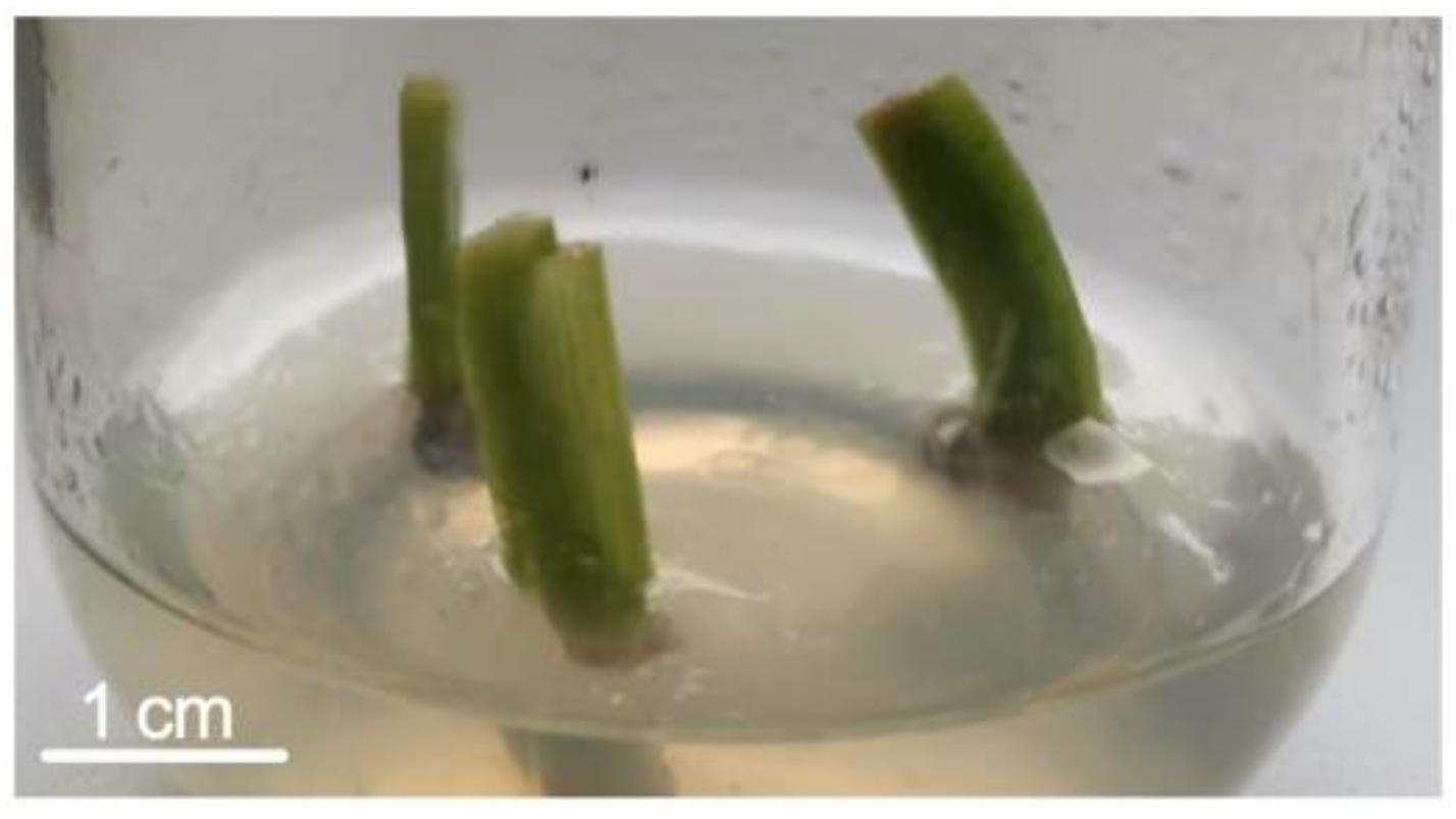 Agronomy 11 02121 g001