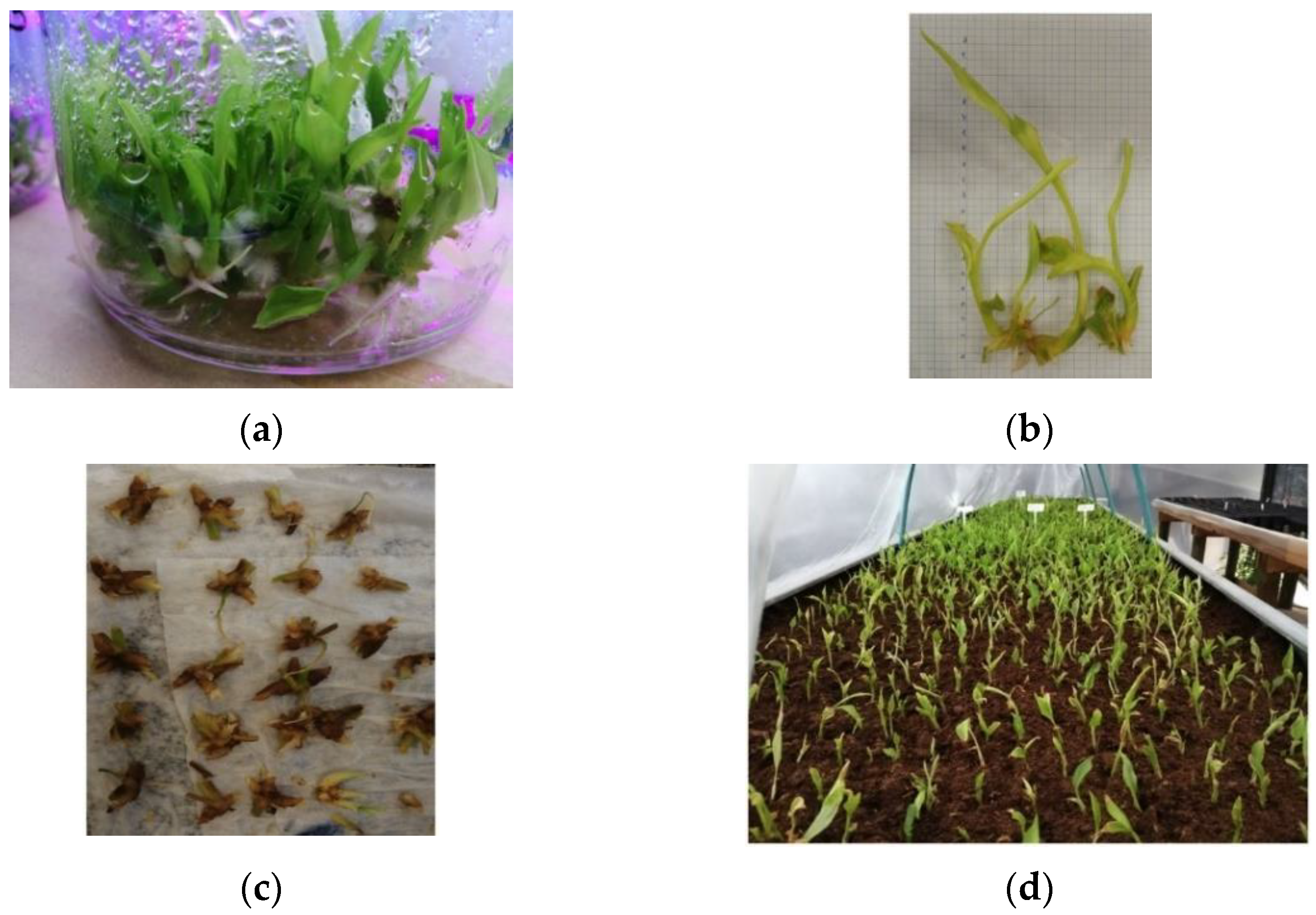 Agronomy 11 02121 g003