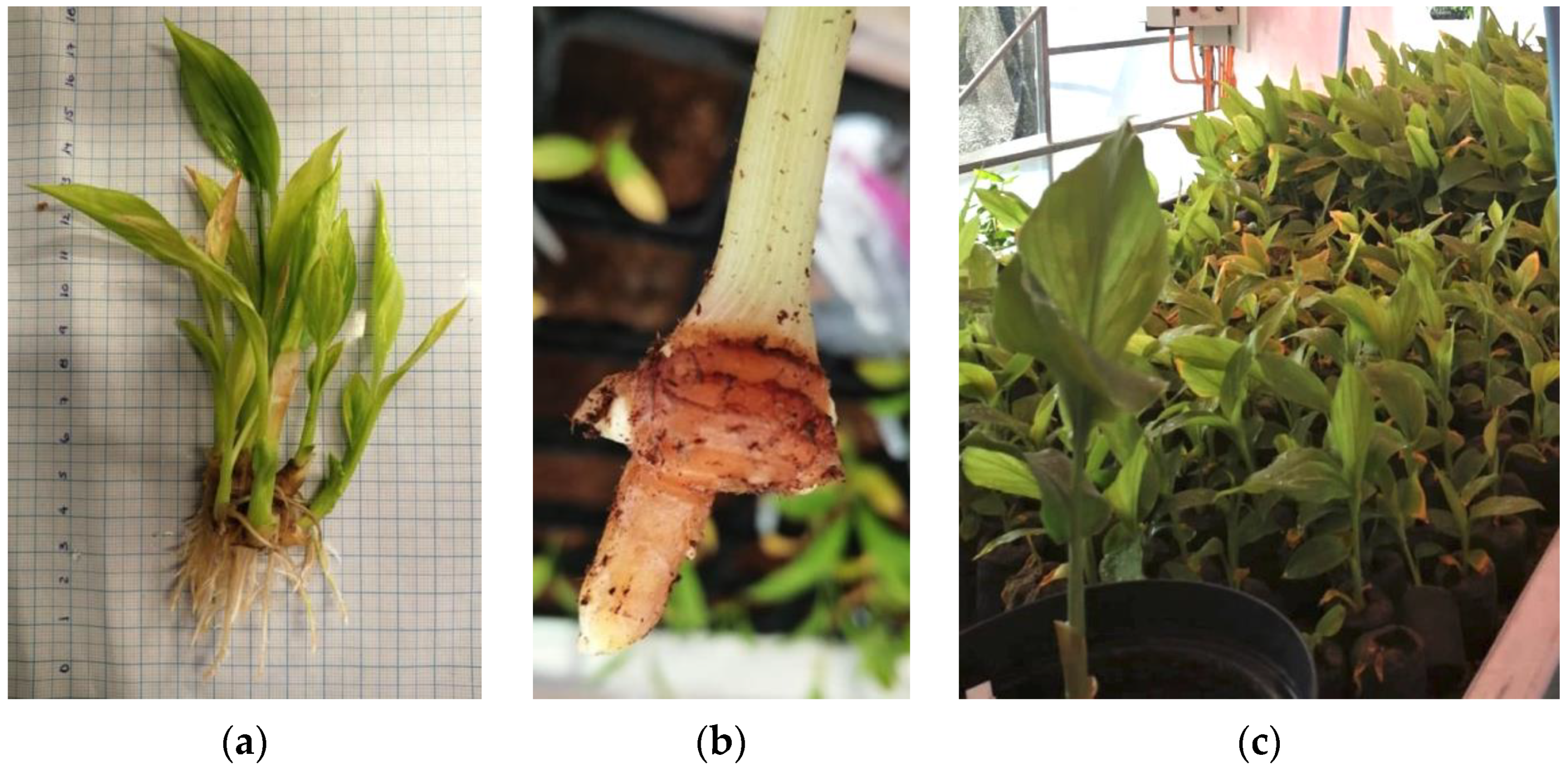 Agronomy 11 02121 g006