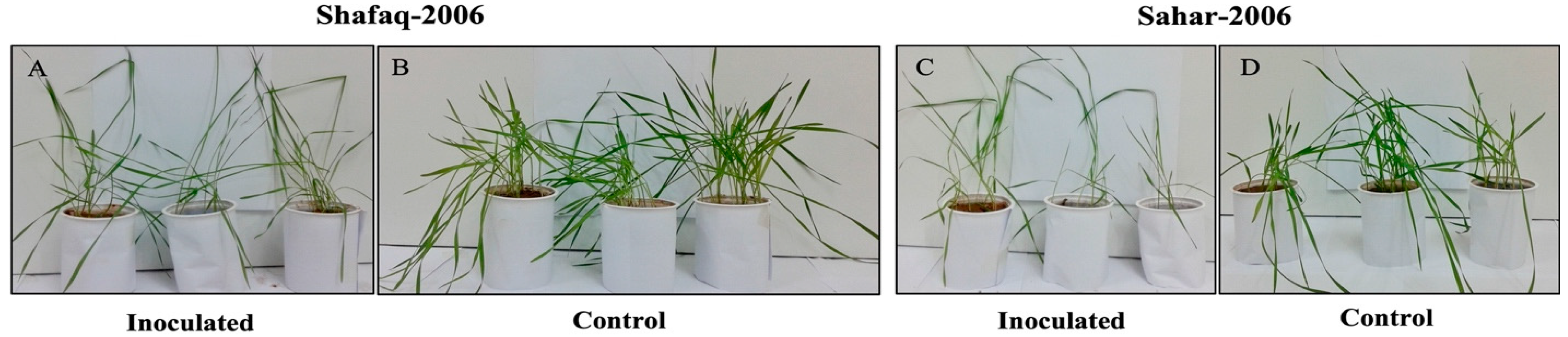 Agronomy 11 02124 g002