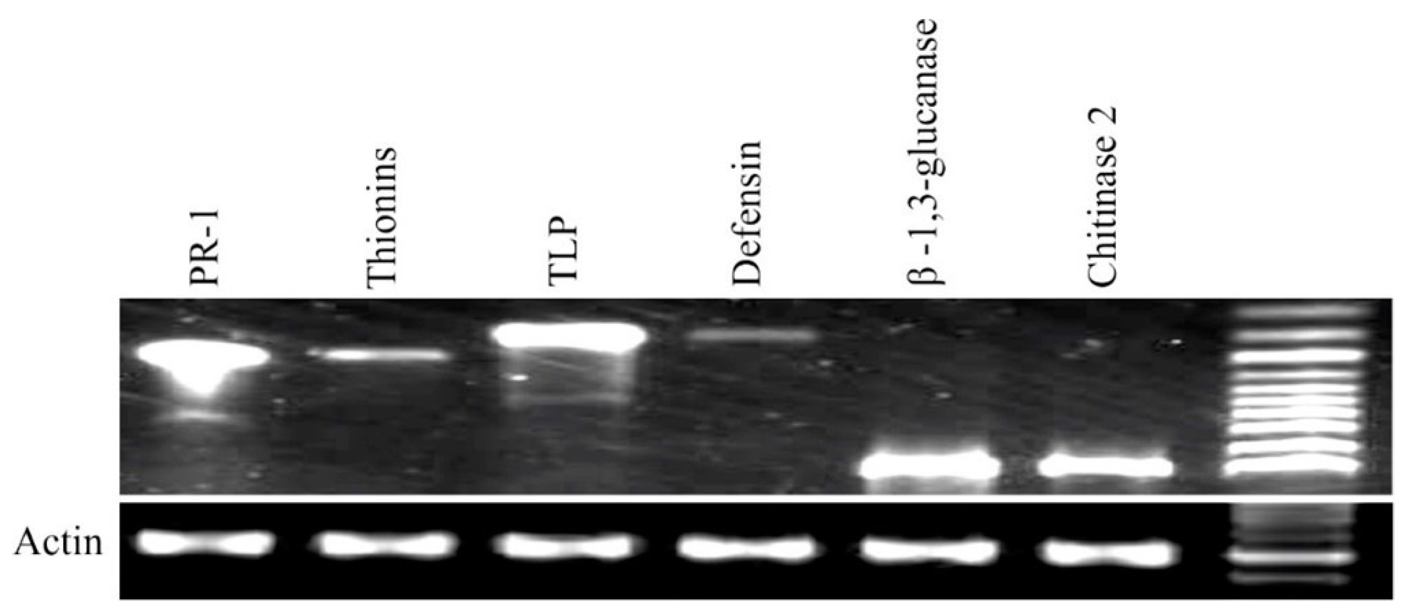 Agronomy 11 02124 g005