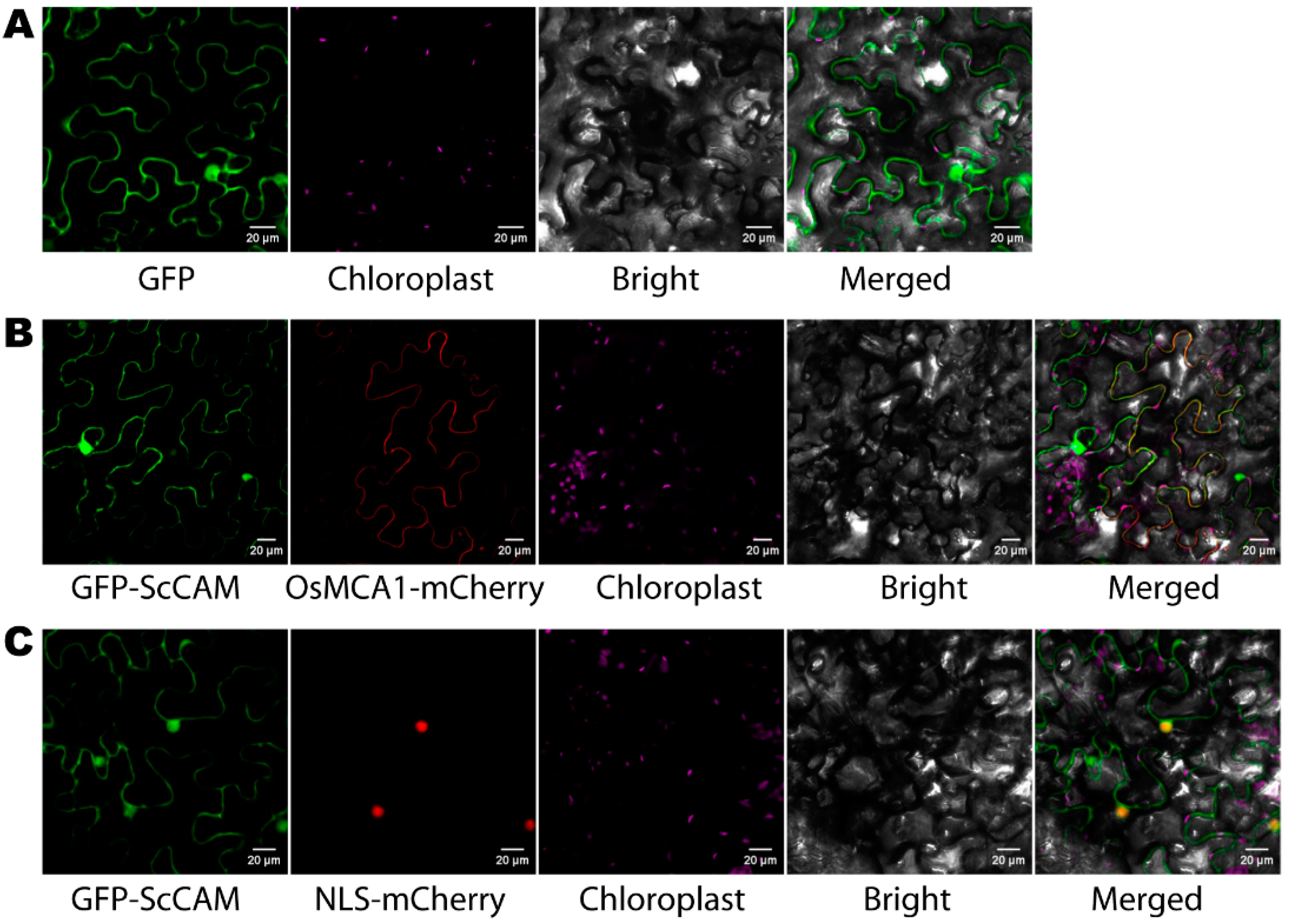 Agronomy 11 02153 g004