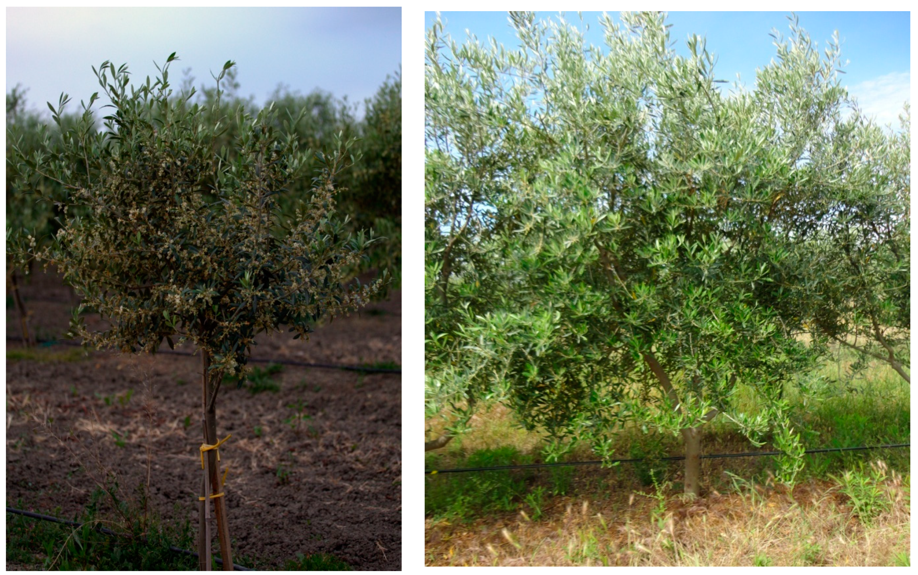 Olive Tree (Olea europaea): How to Grow and Care with Success