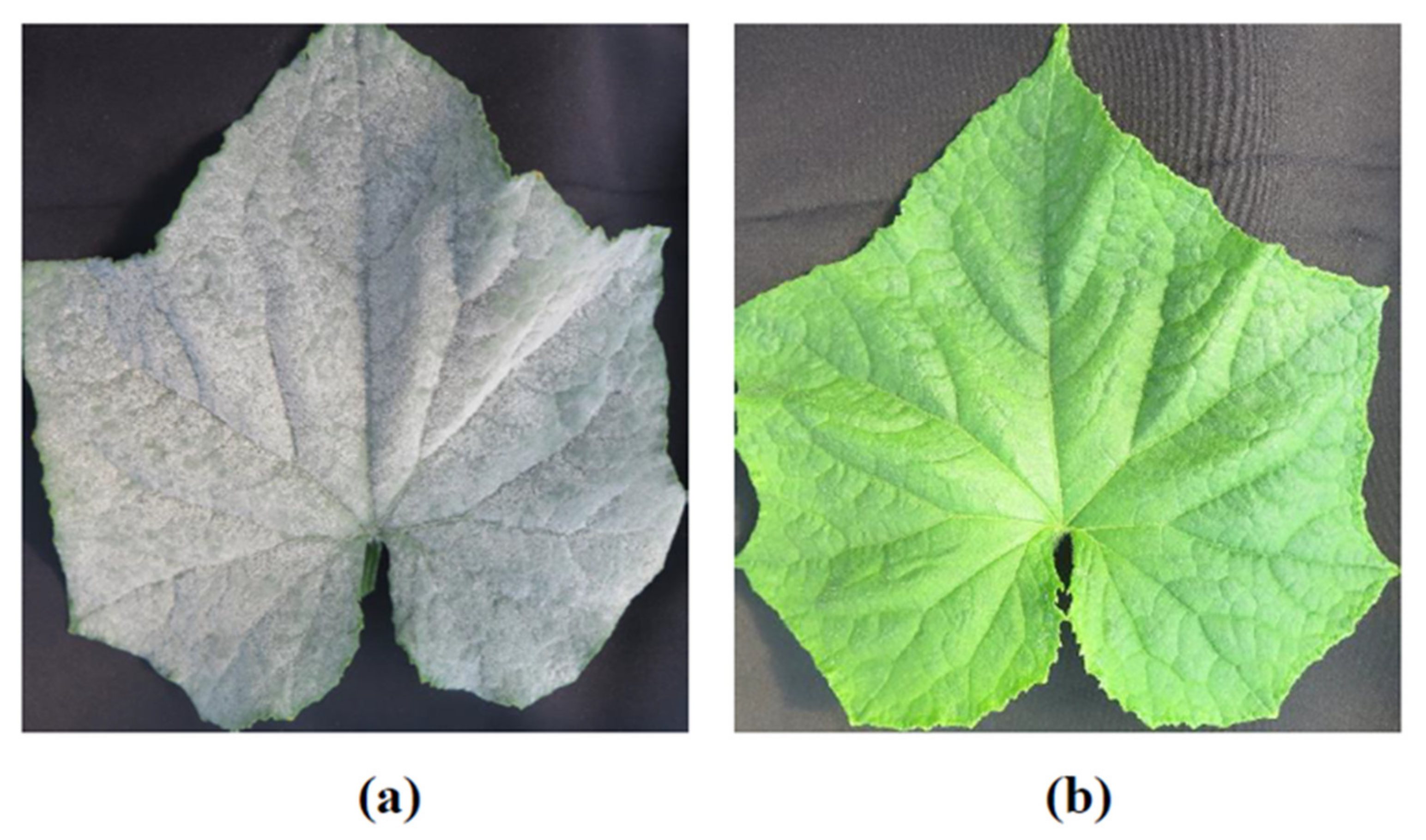 Agronomy 11 02191 g001