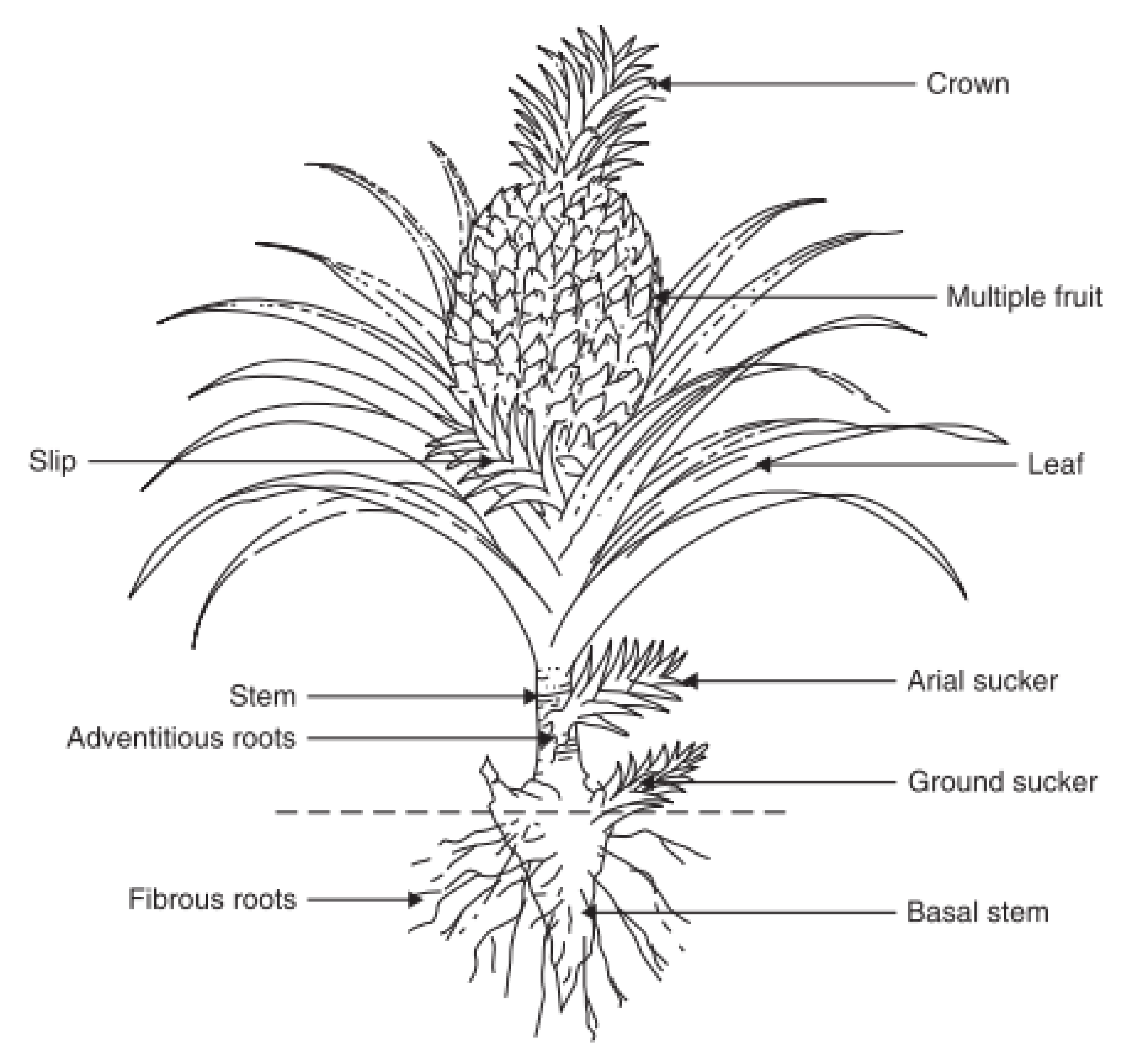 Agronomy 11 02221 g001 Agronomy 11 02221 g001