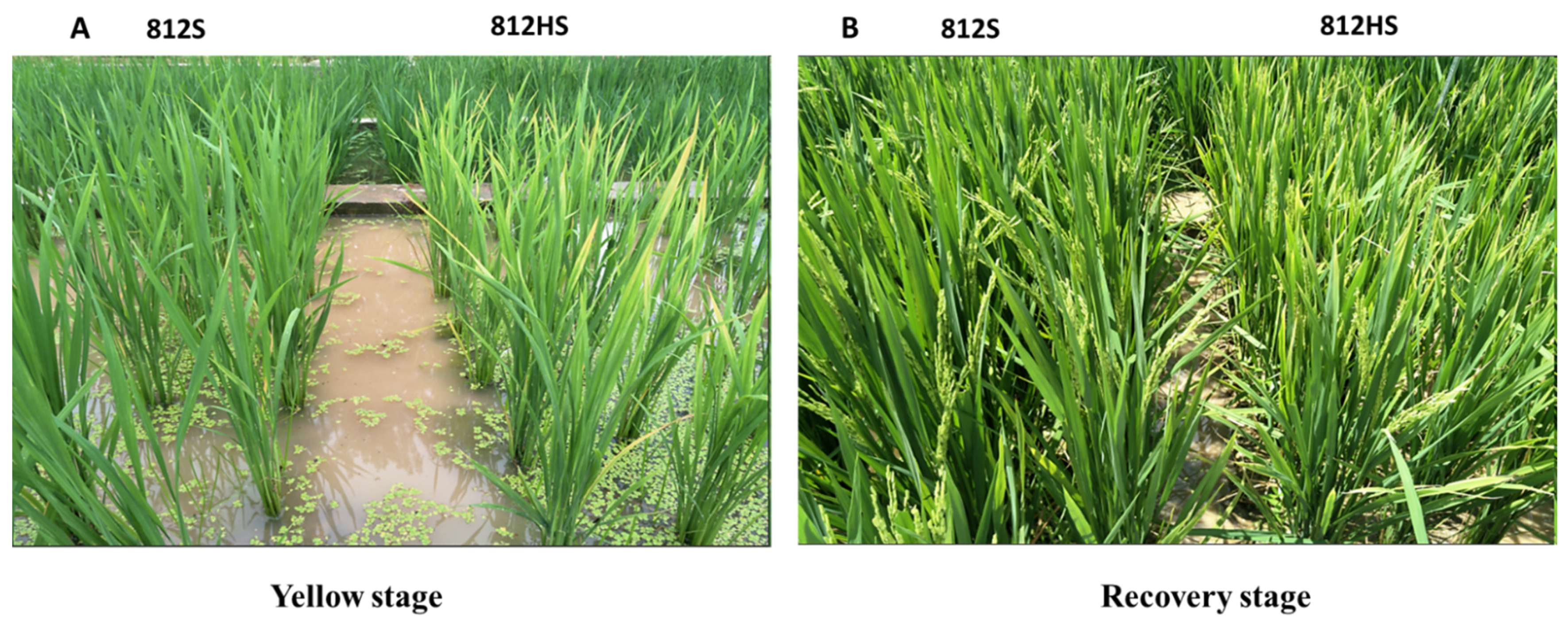 Agronomy 11 02225 g001