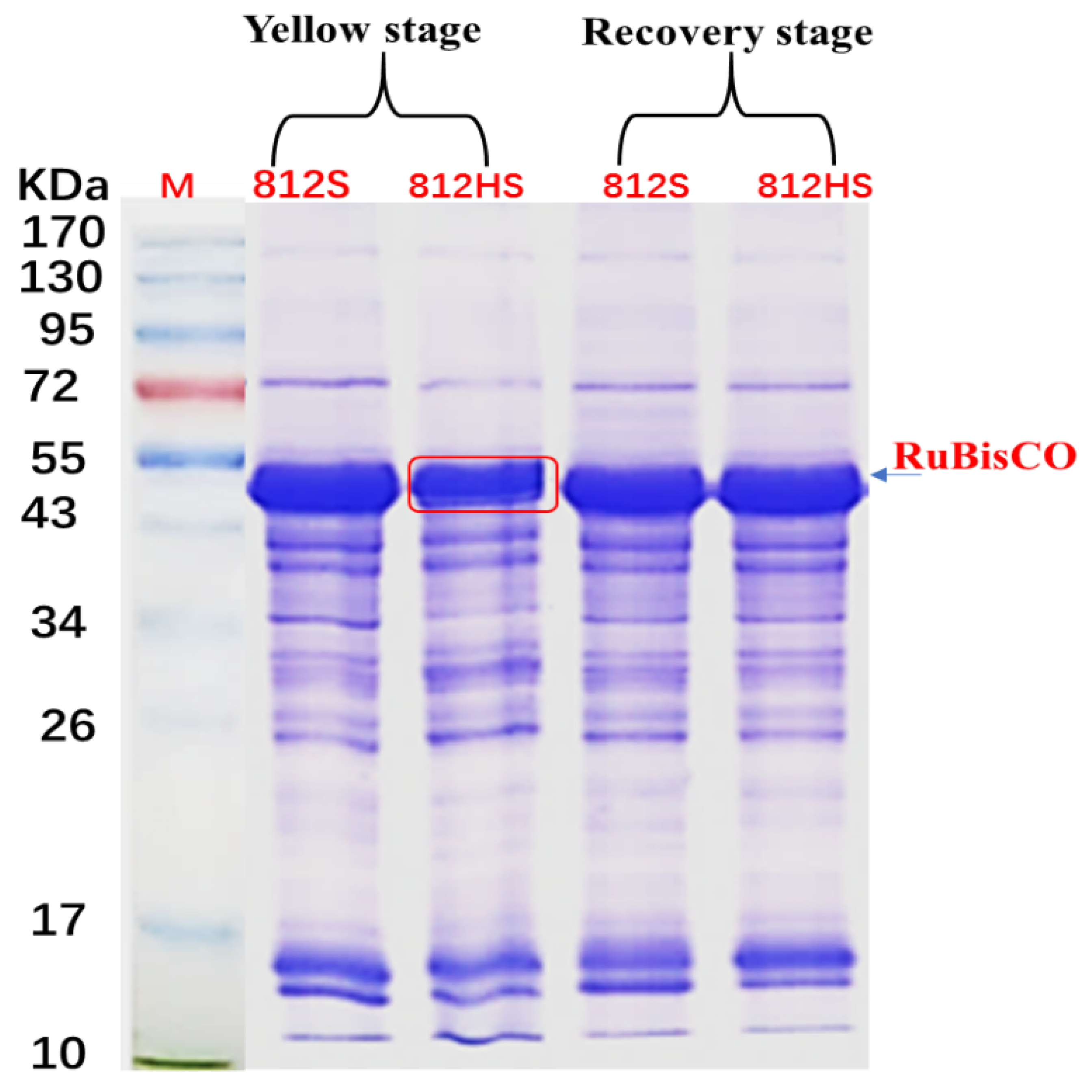 Agronomy 11 02225 g008