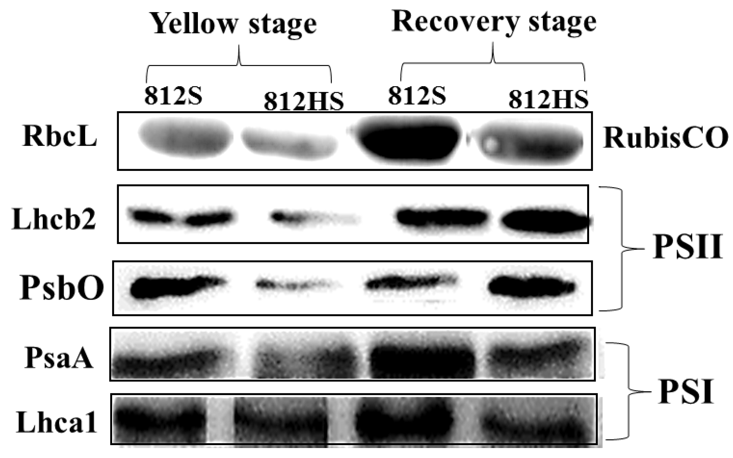 Agronomy 11 02225 g009