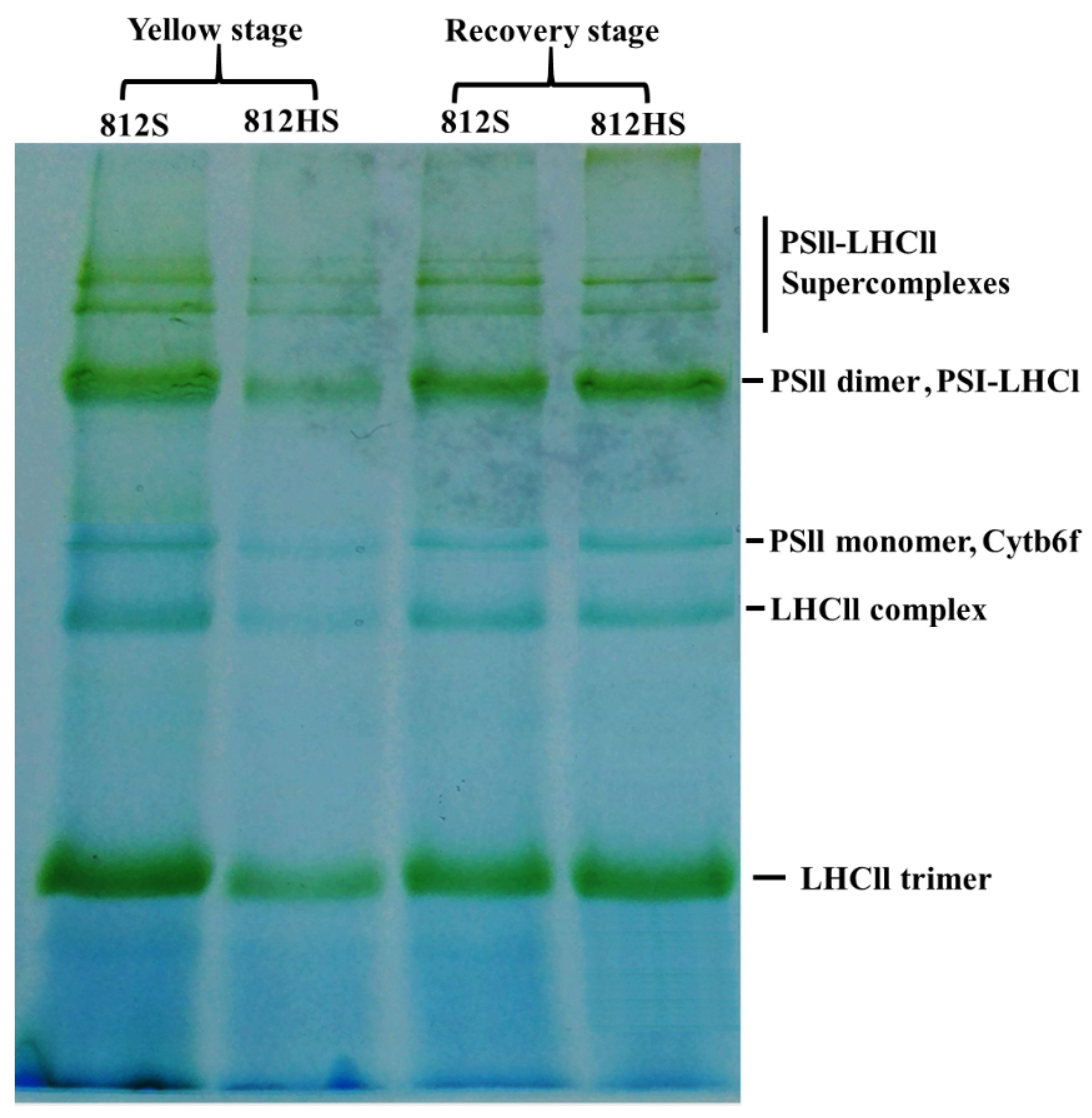 Agronomy 11 02225 g010