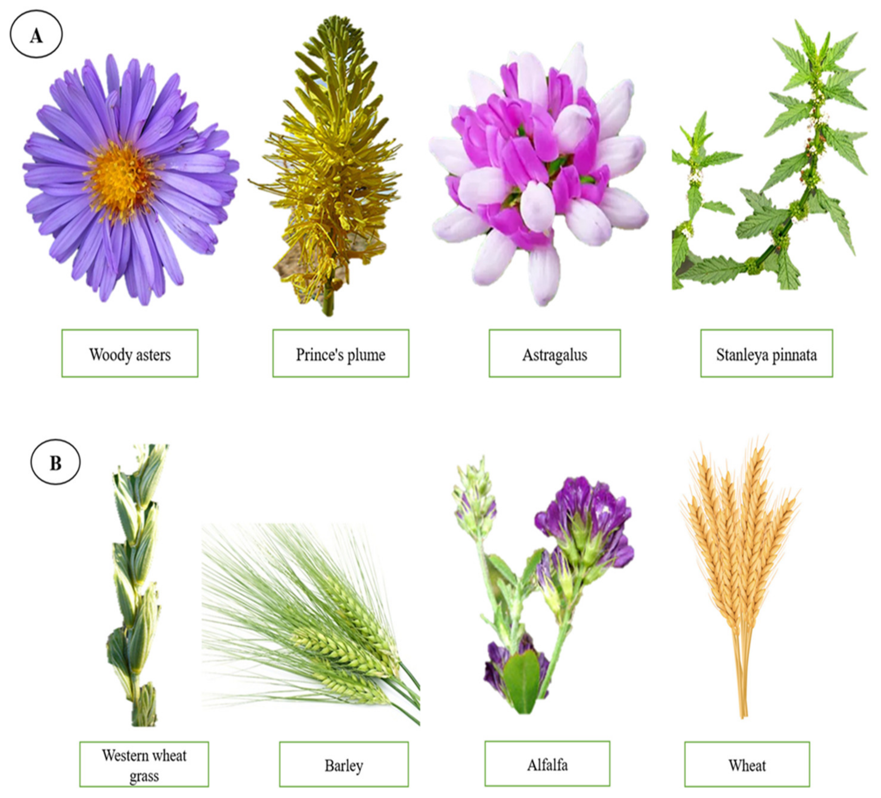 Agronomy 11 02229 g001