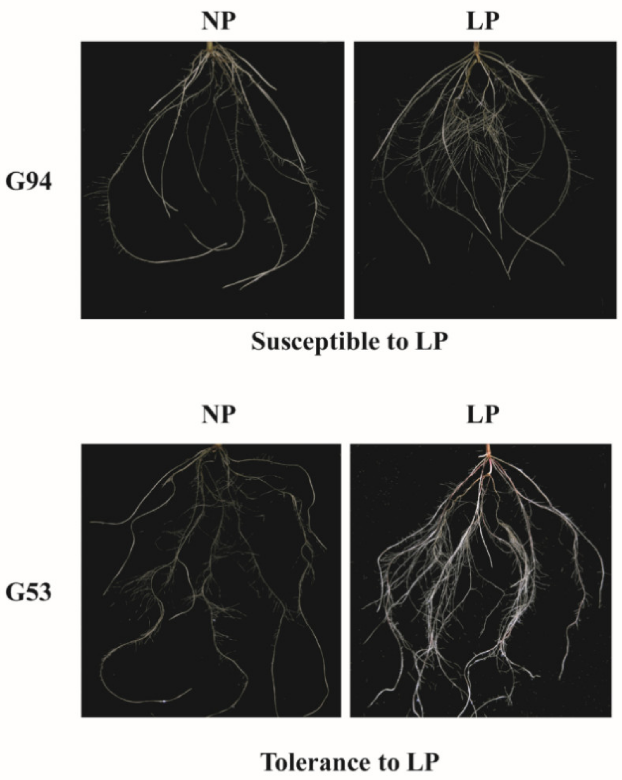 Agronomy 11 02230 g001